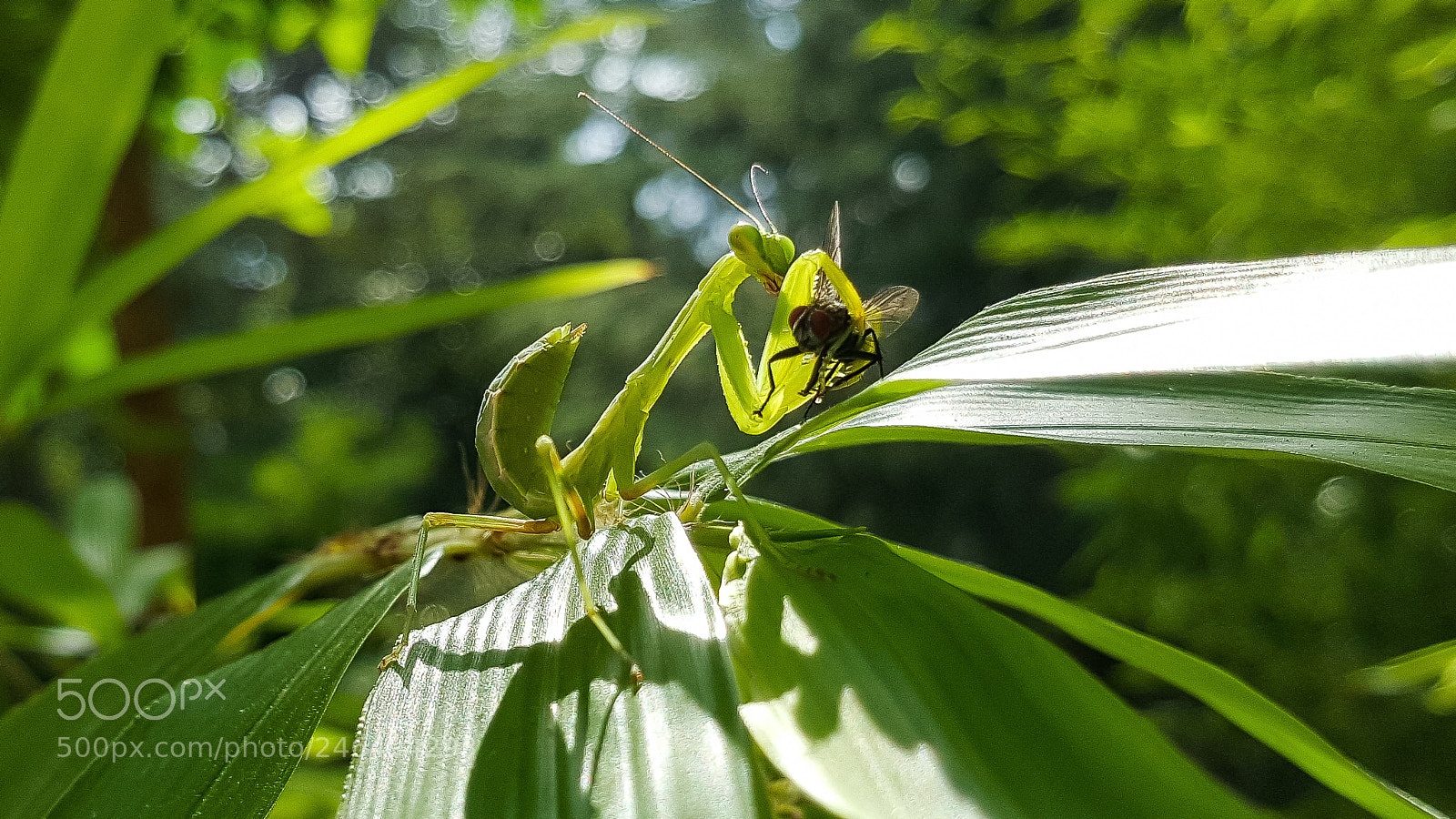 Samsung Galaxy S6 sample photo. Praying mantis and common photography