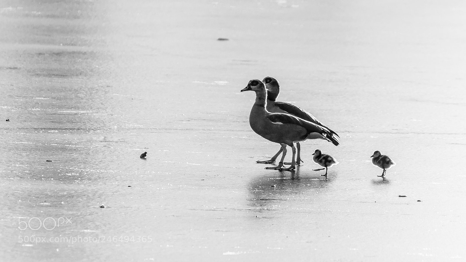 Nikon D5100 sample photo. Early birds photography