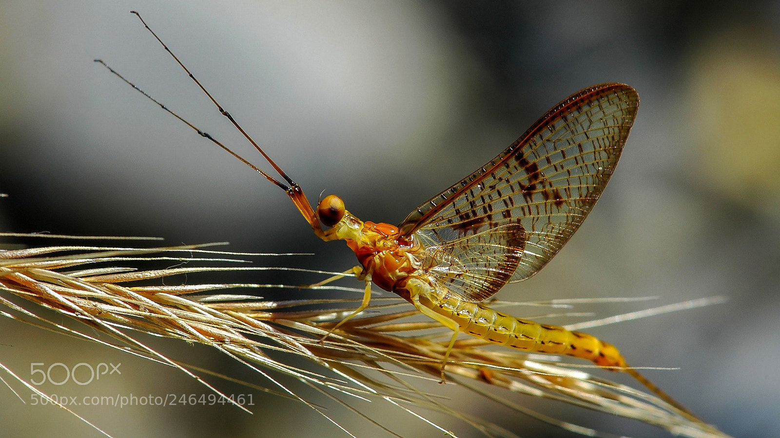 Nikon D70 sample photo. Mayfly photography
