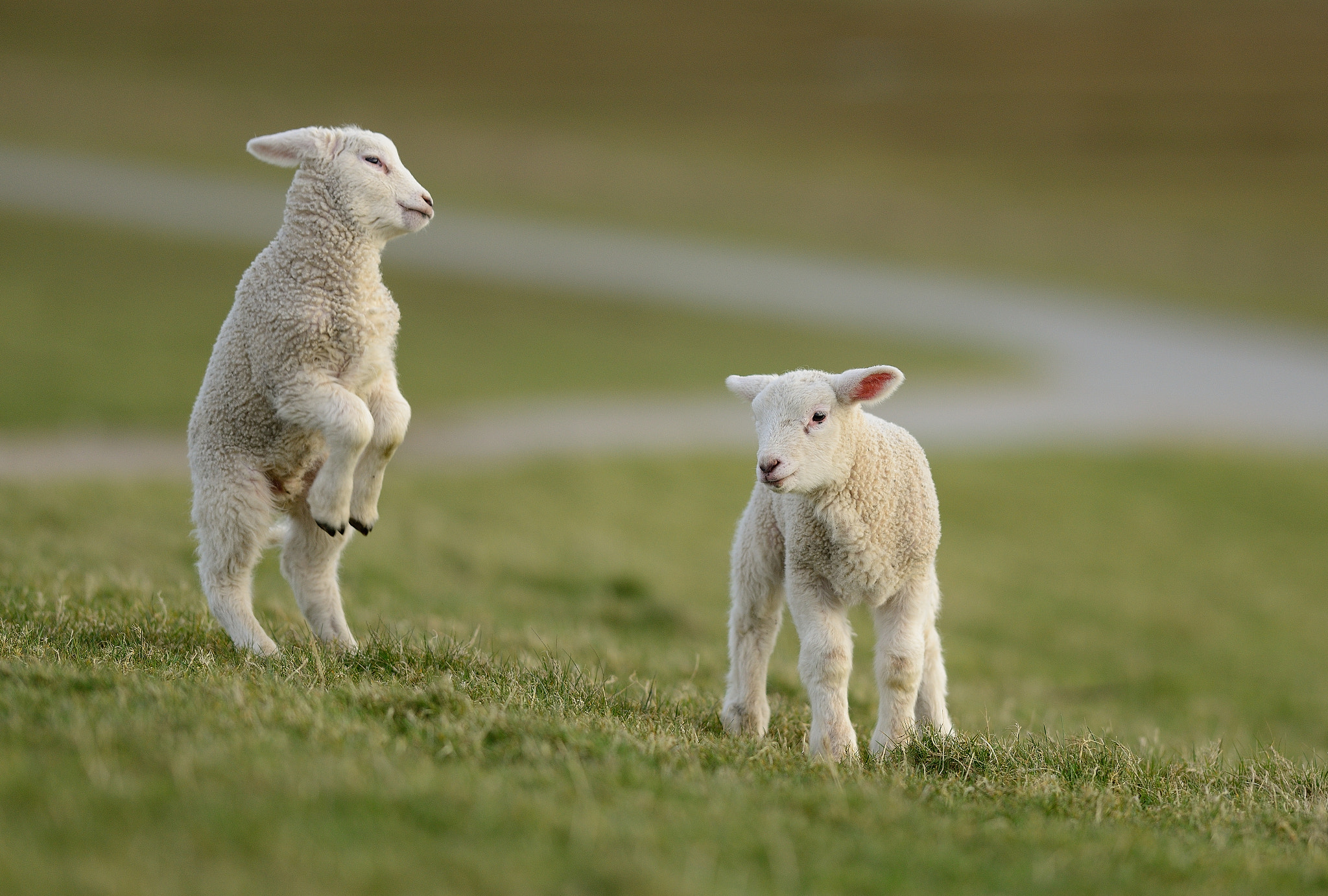 Nikon D800 + Nikon AF-S Nikkor 300mm F2.8G ED VR II sample photo. Lambs photography