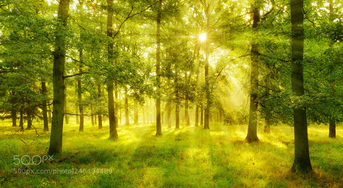Nikon D800 sample photo. Oak forest photography