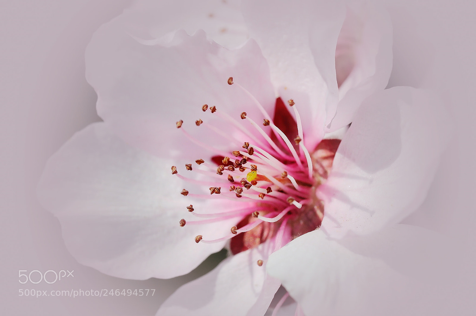 Nikon D5000 sample photo. Flowers photography