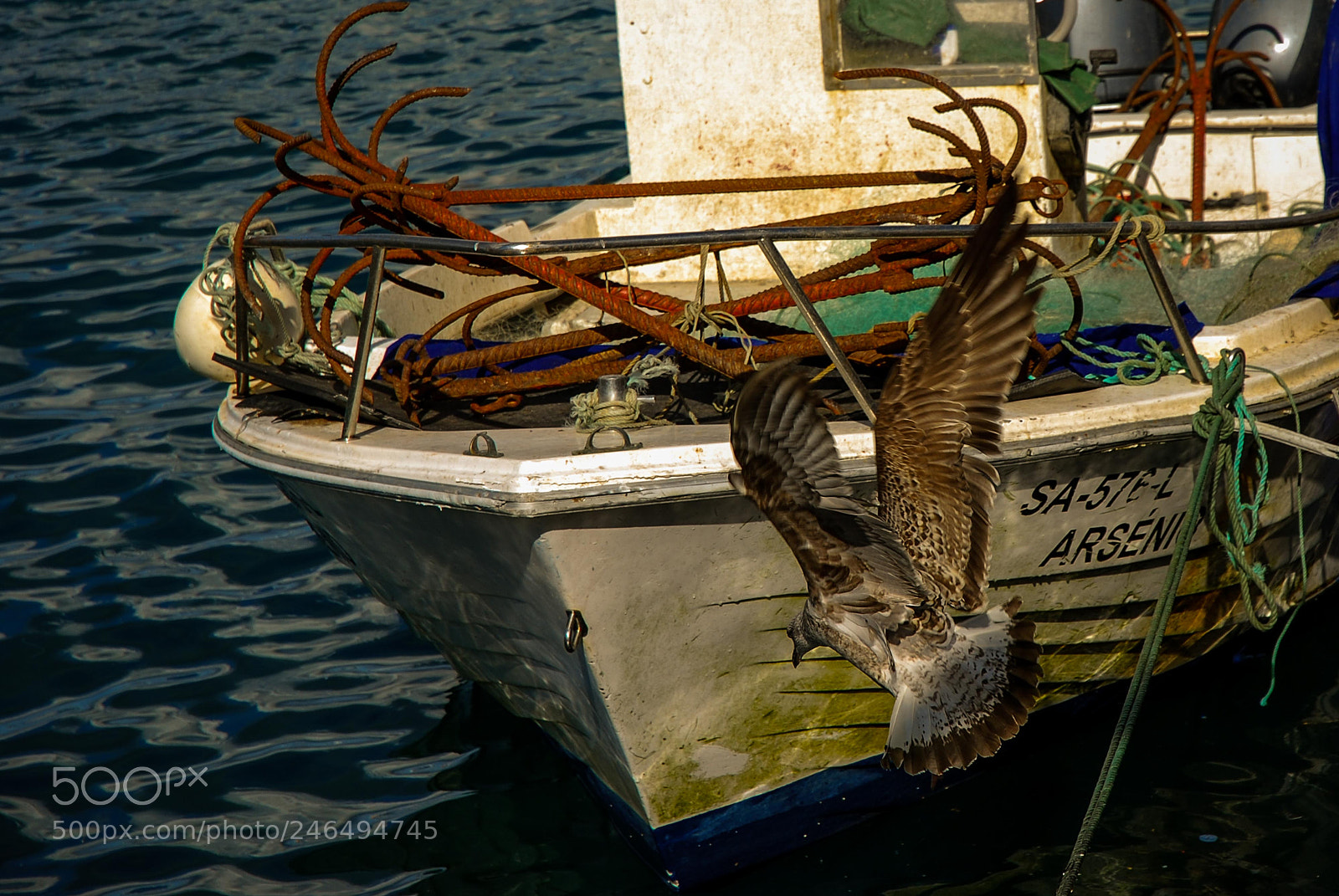 Nikon D80 sample photo. O voo da gaivota photography