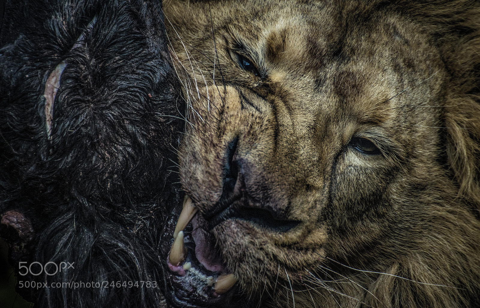Nikon D610 sample photo. The king lion photography