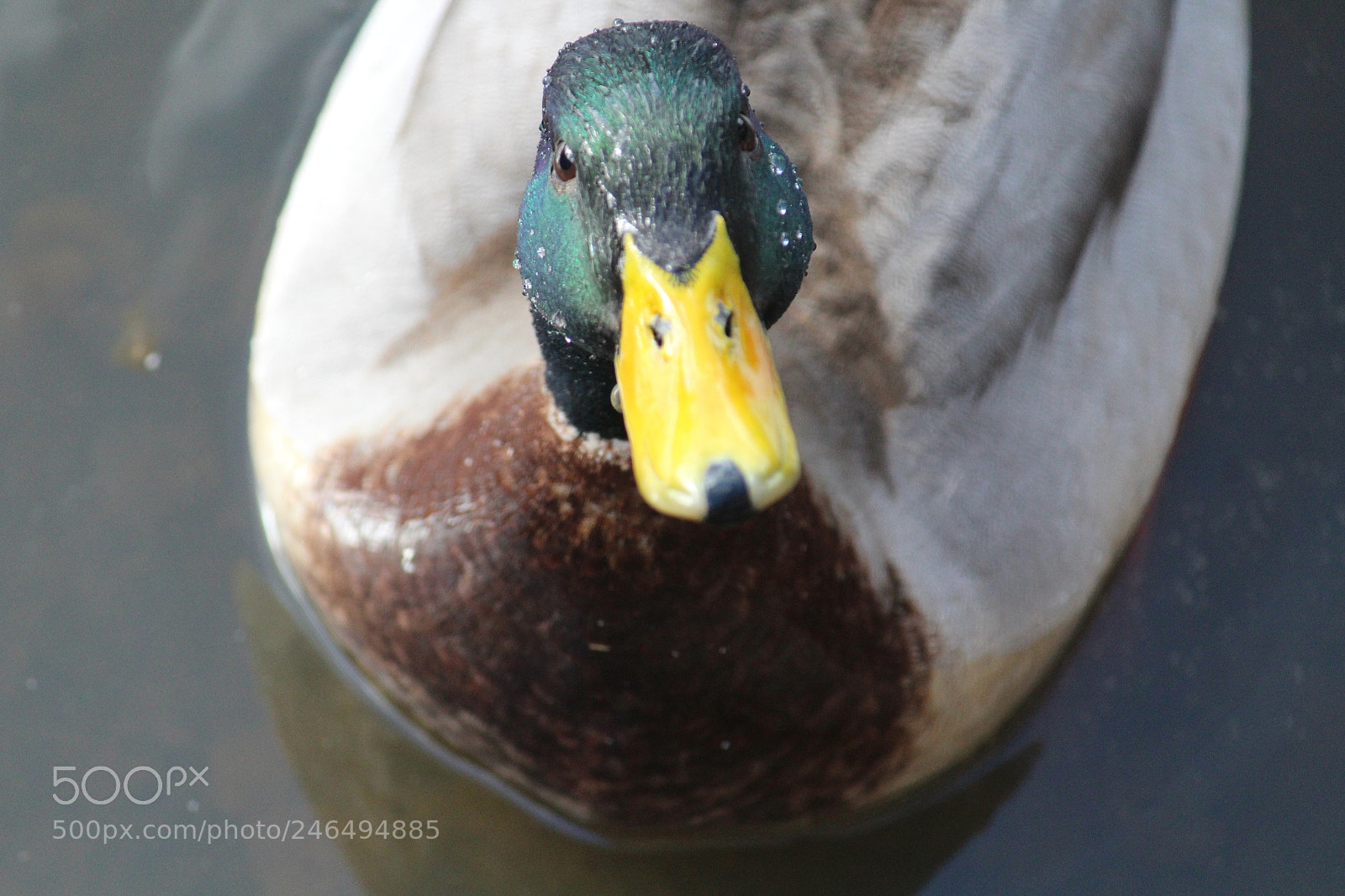 Canon EF-S 55-250mm F4-5.6 IS II sample photo. Watchu doing is that photography