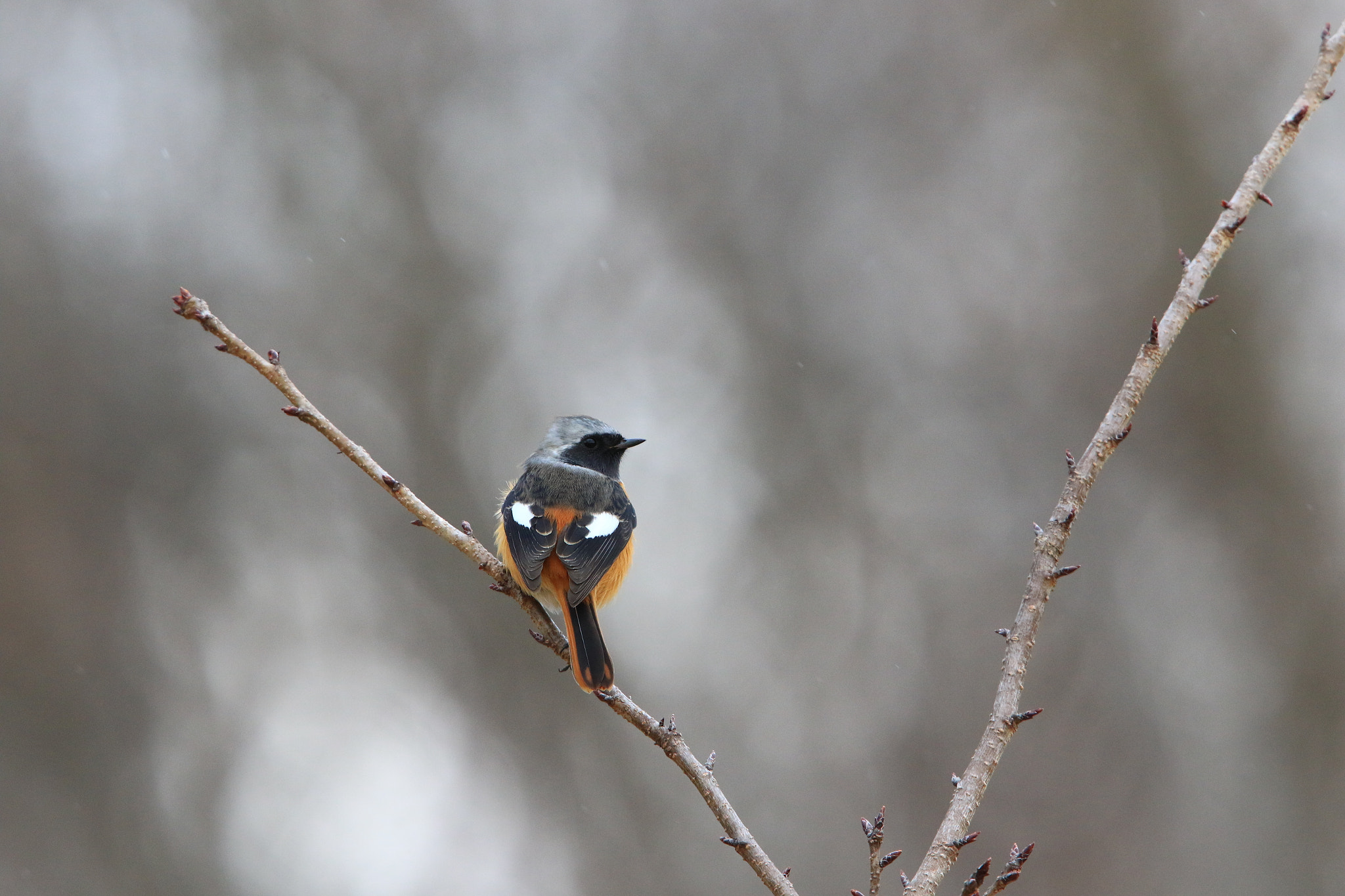 Canon EF 400mm F2.8L IS USM sample photo. Daurian redstart  ジョウビタキ photography