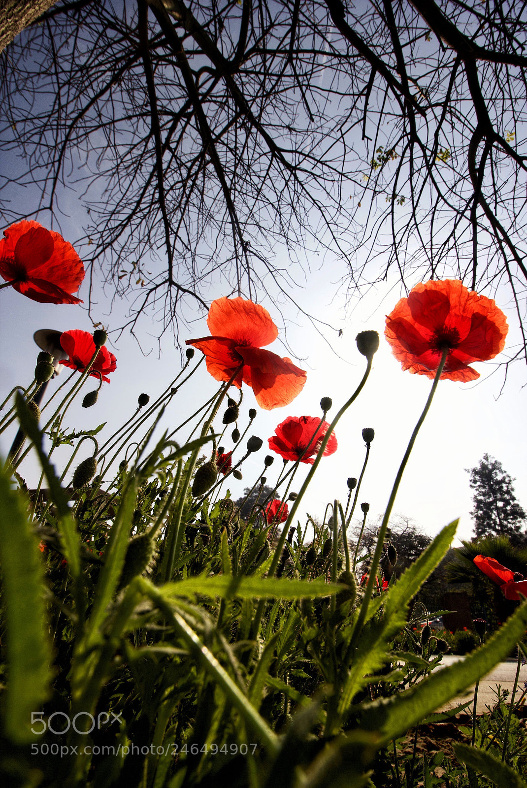 Canon EOS 60D sample photo. The colours of spring : photography