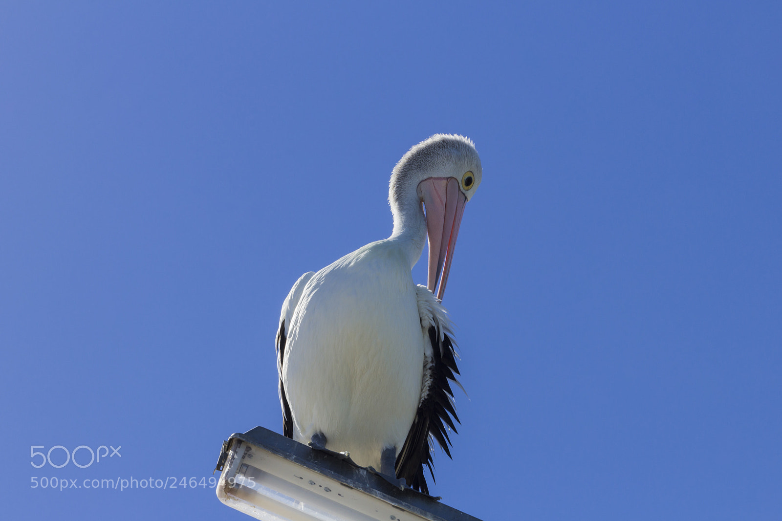 Canon EOS 1200D (EOS Rebel T5 / EOS Kiss X70 / EOS Hi) sample photo. Pelican on a lightpost photography