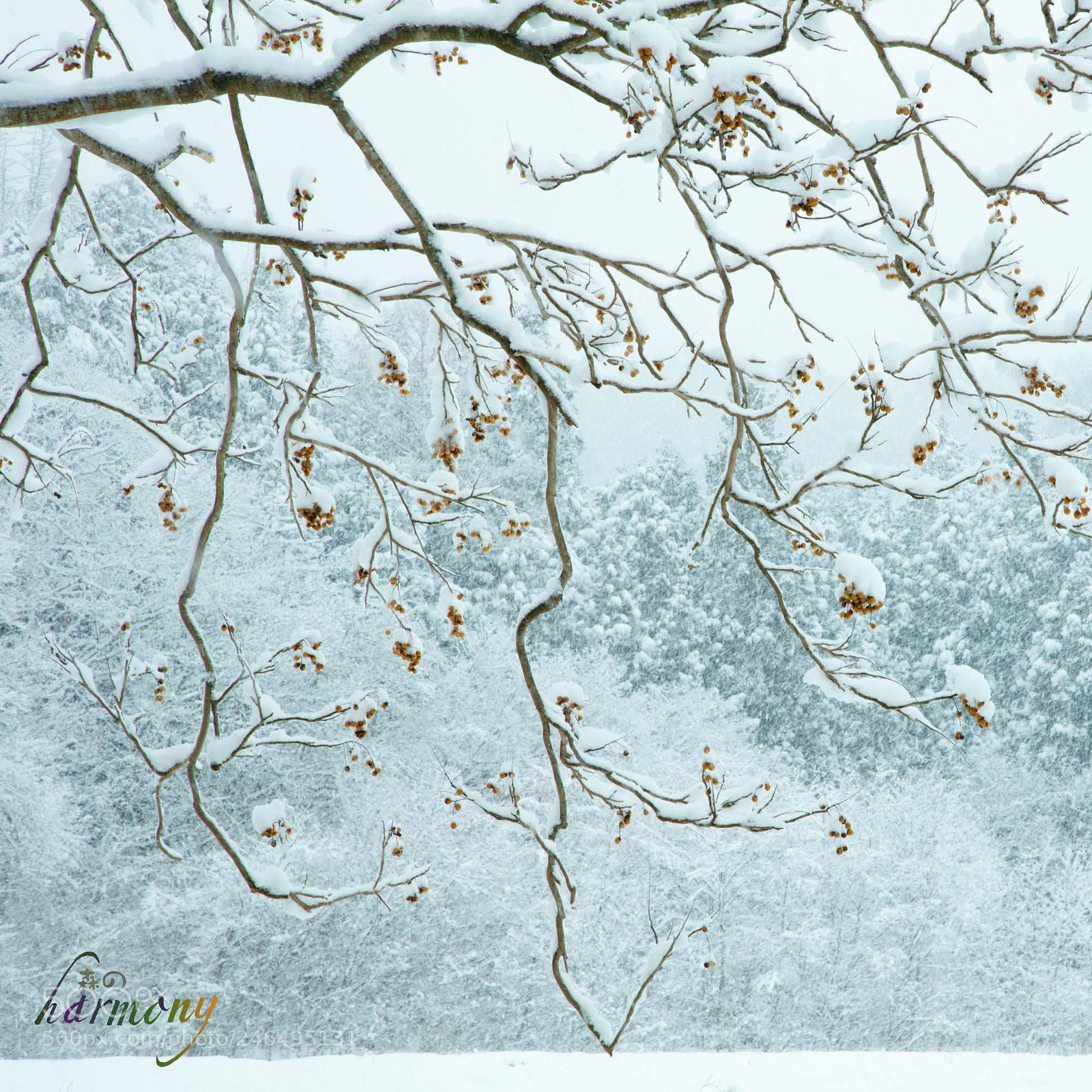 Canon EOS 5DS sample photo. Tree with snow photography