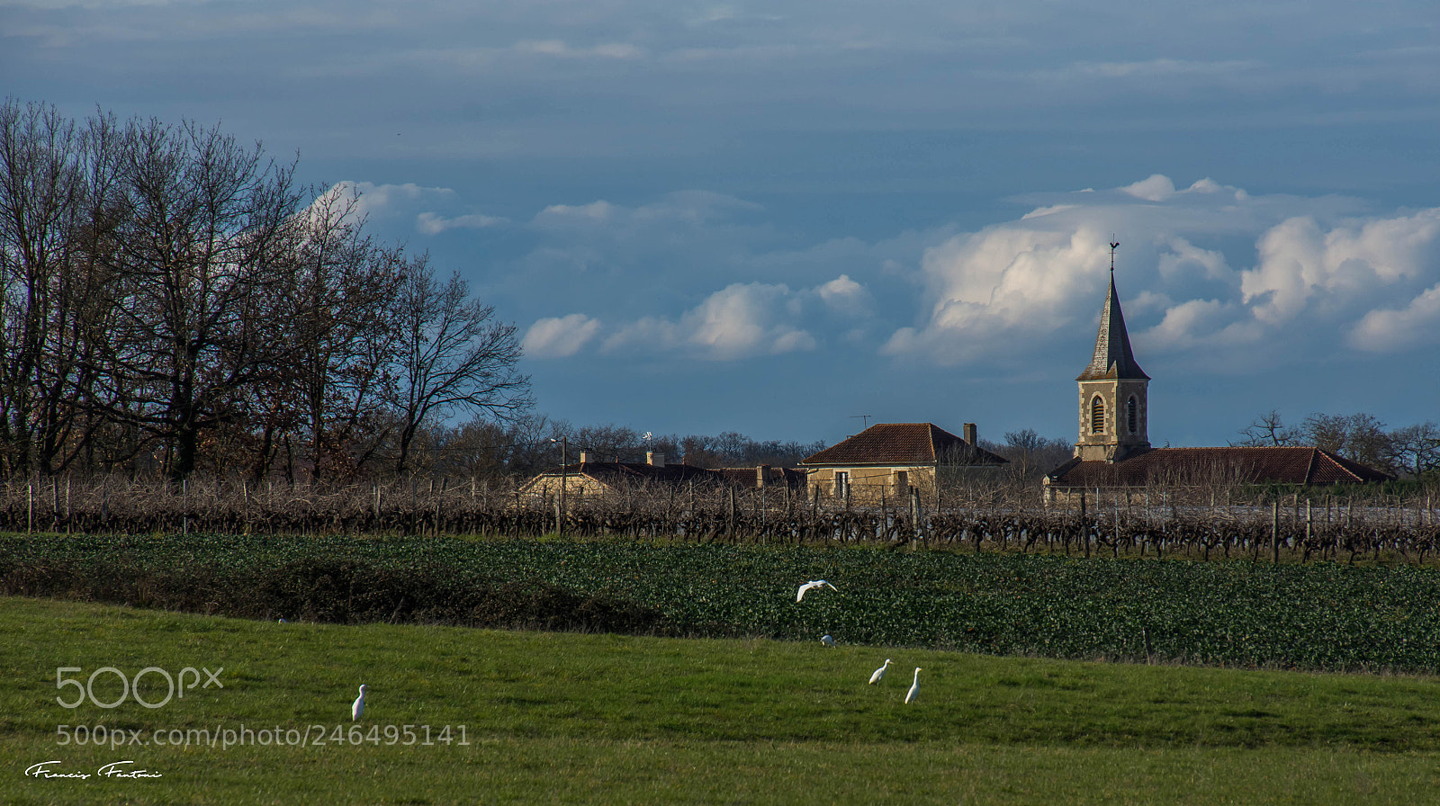 Nikon D7200 sample photo. Garde boeufs sans boeufs photography