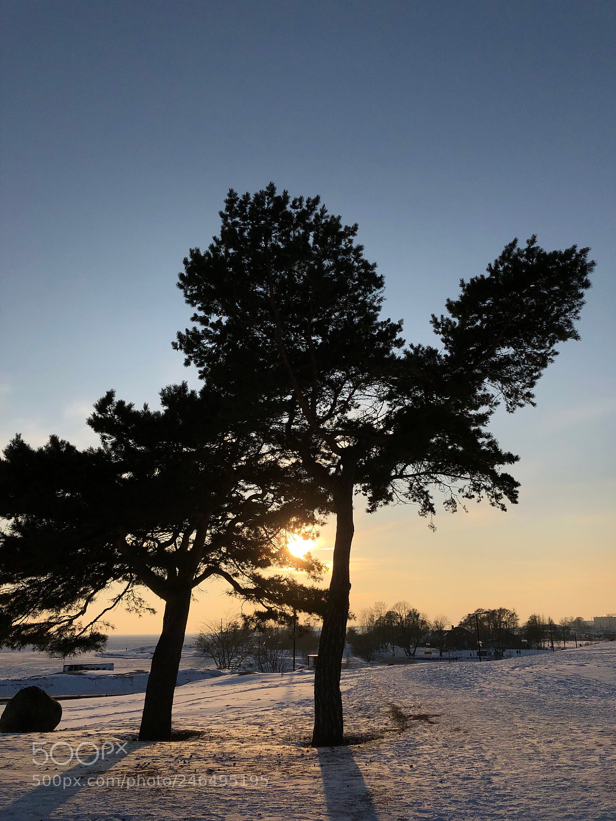 Apple iPhone X sample photo. Trees in black photography