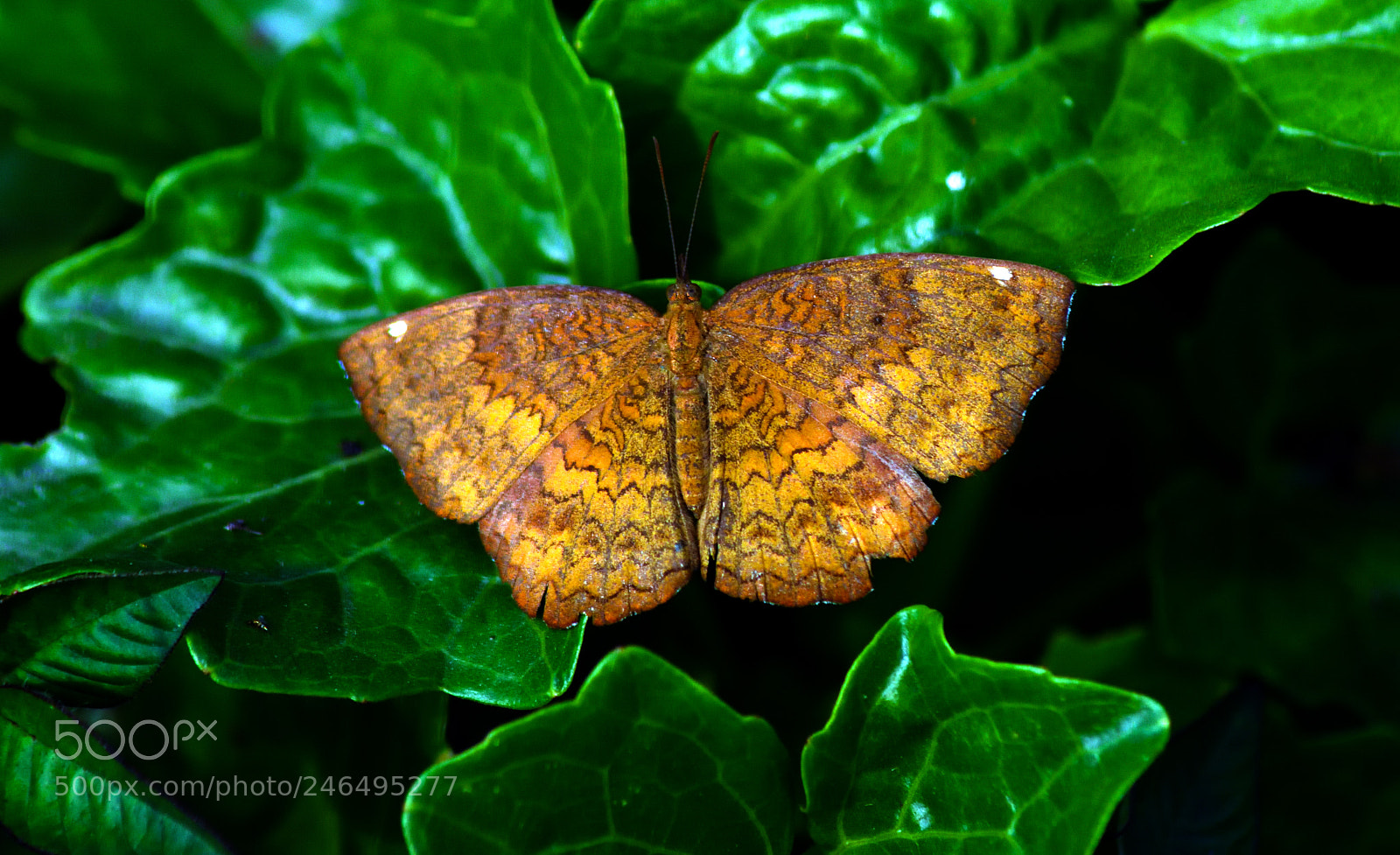 Nikon D7200 sample photo. Common castor (female) photography