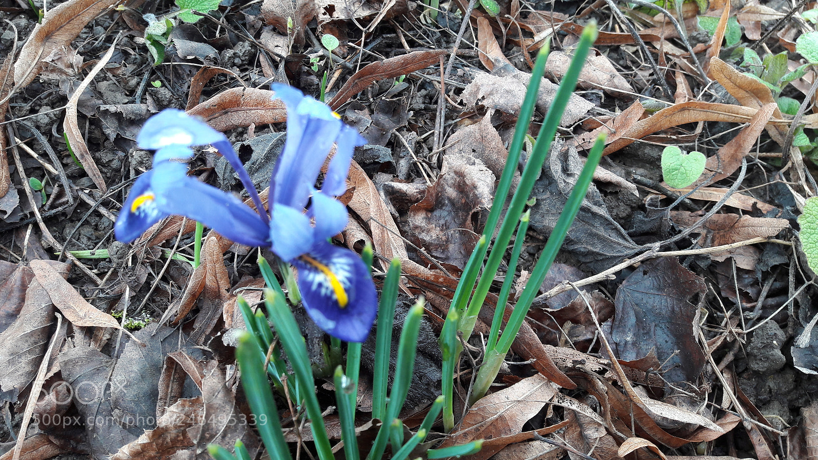 Samsung Galaxy A5(2016) sample photo. Early spring photography