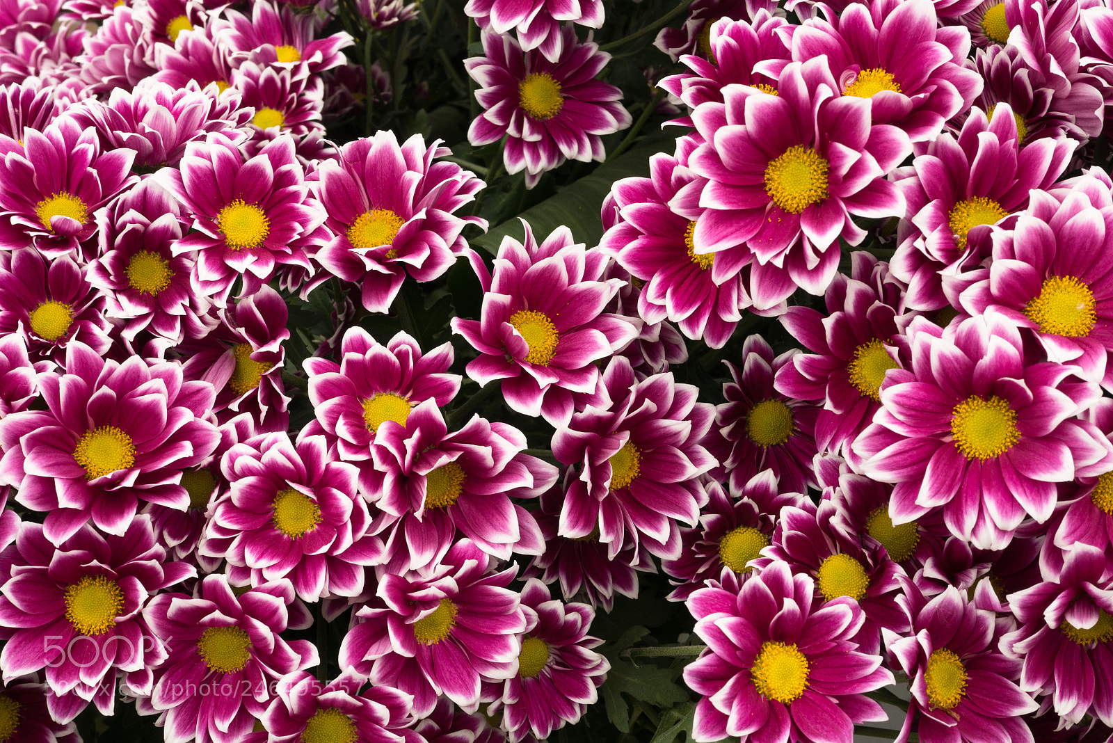 Panasonic Lumix DMC-GX7 sample photo. Exposition de fleurs photography