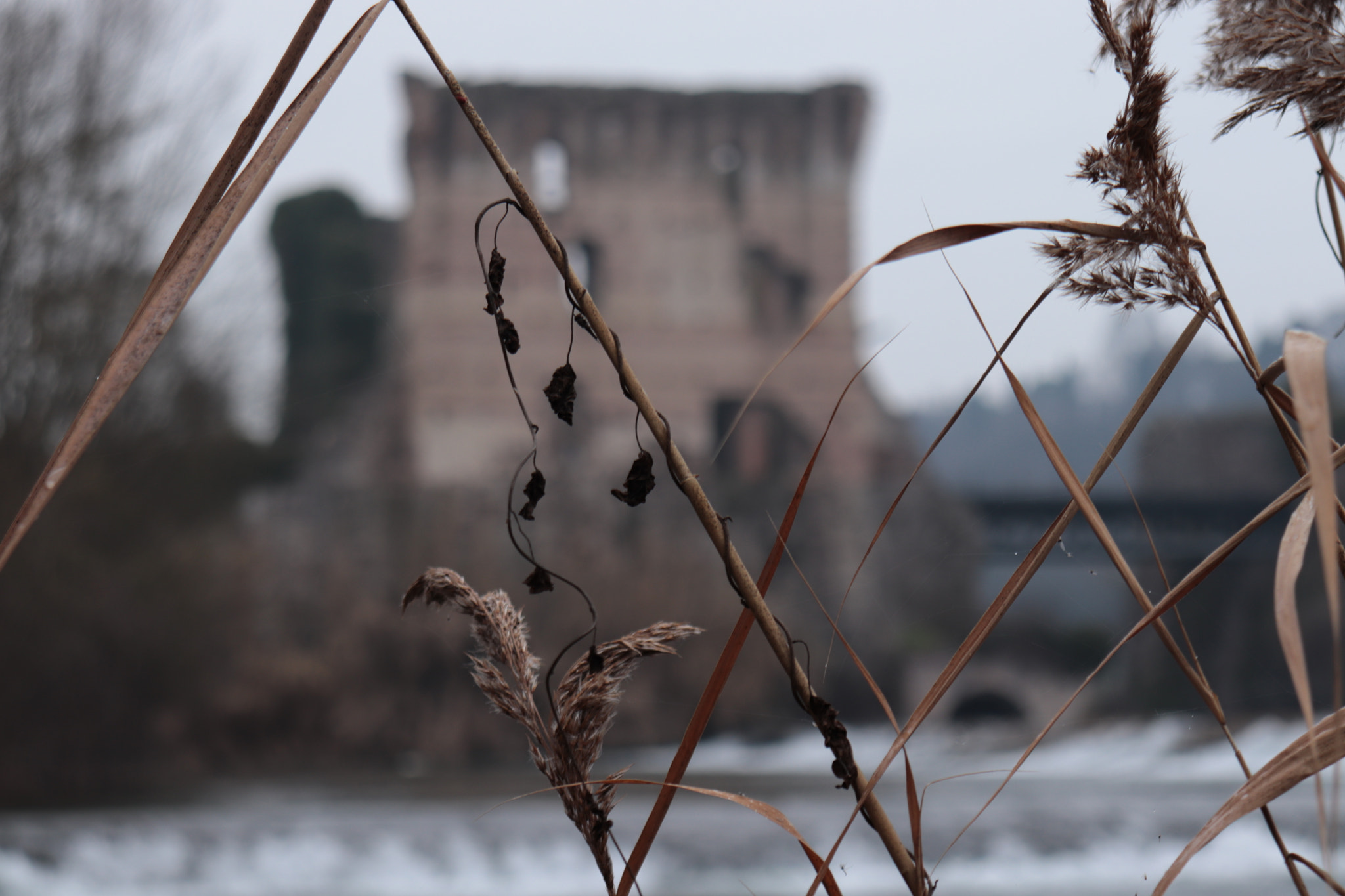 Canon EOS 77D (EOS 9000D / EOS 770D) sample photo
