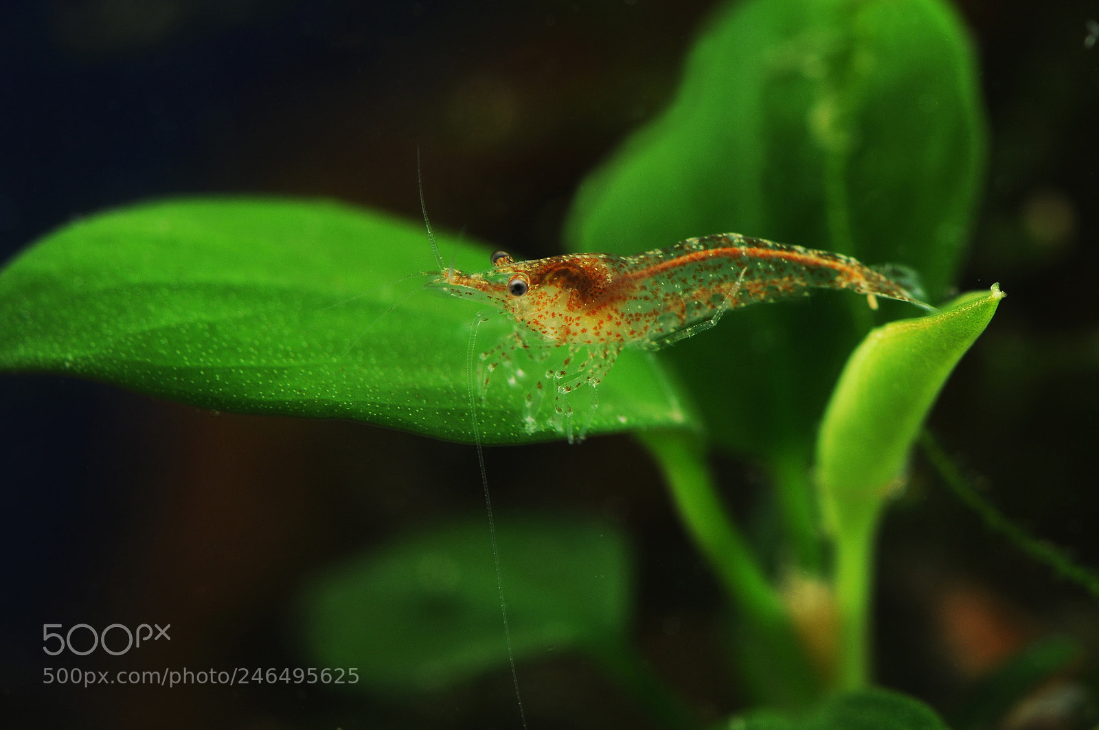 Nikon D300 sample photo. Transparent shrimp photography