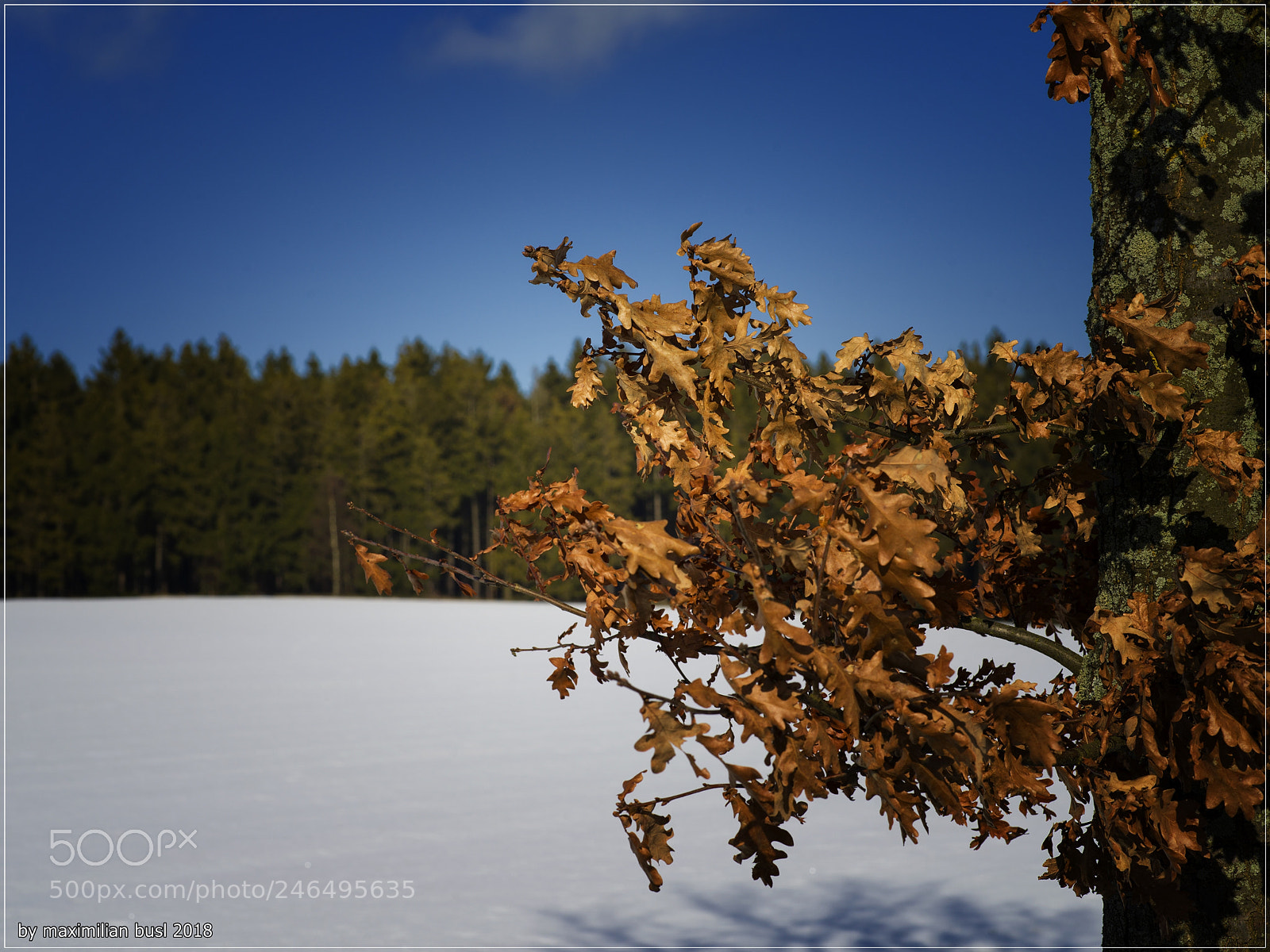 Hasselblad X1D-50c sample photo. Winter leafs photography