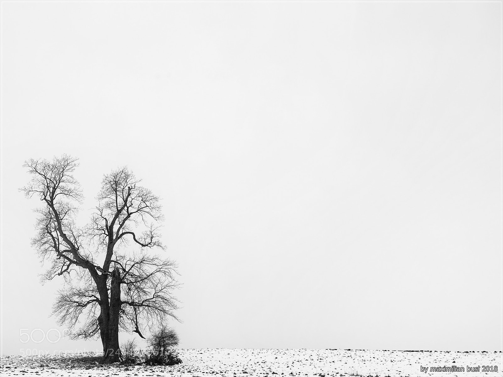 Hasselblad X1D-50c sample photo. Withstanding snow and wind photography