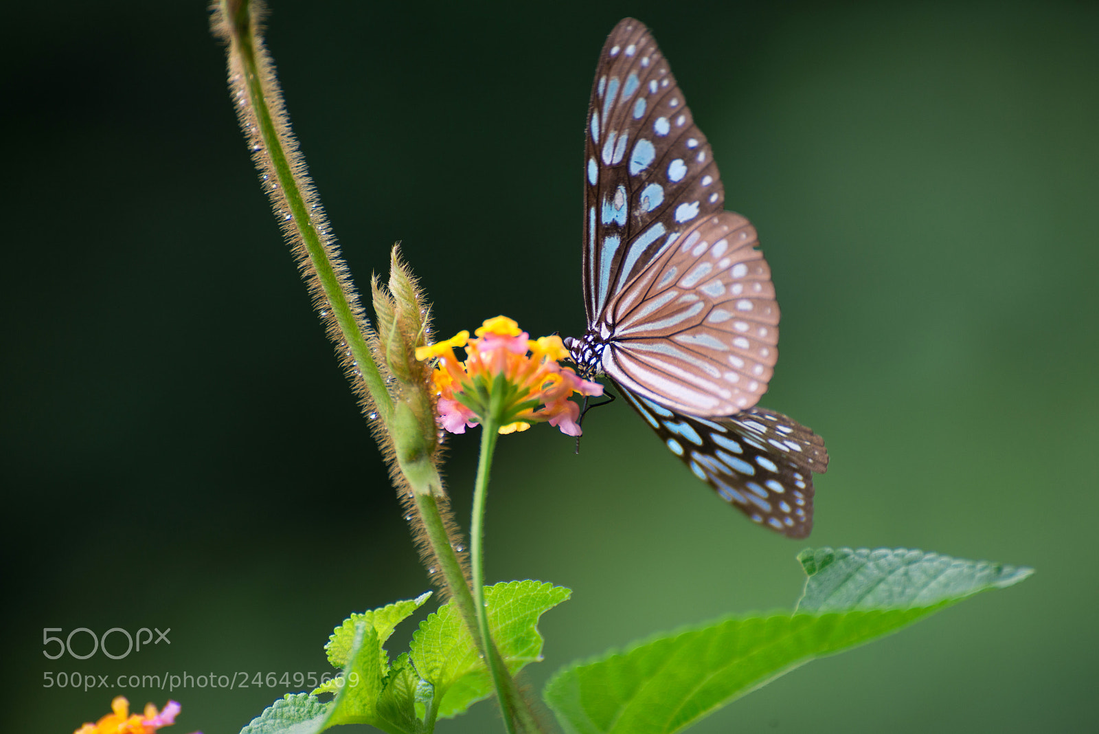 Nikon D800 sample photo. Foraging butterfly photography
