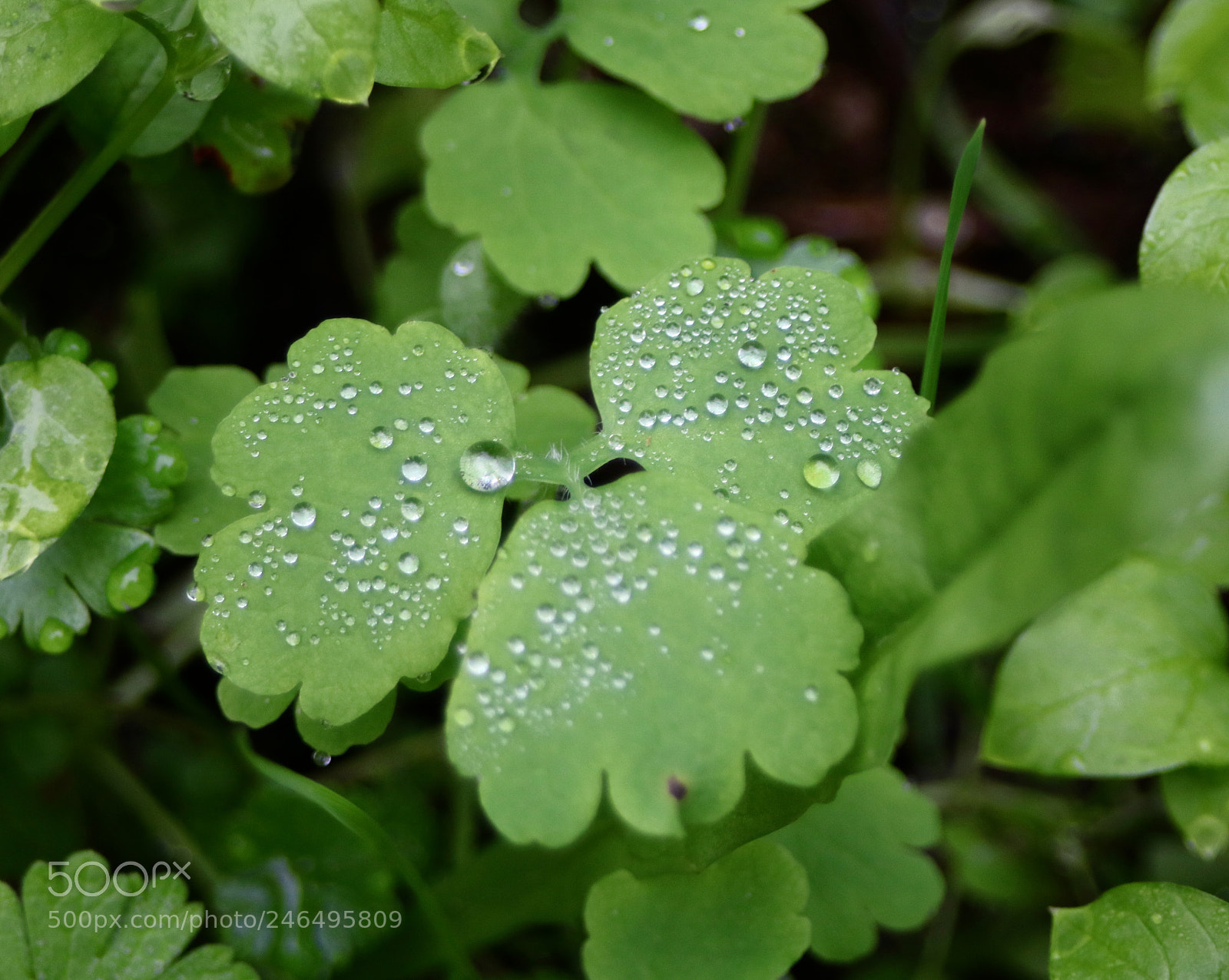 Canon EOS 750D (EOS Rebel T6i / EOS Kiss X8i) sample photo. Esferas sobre verde photography