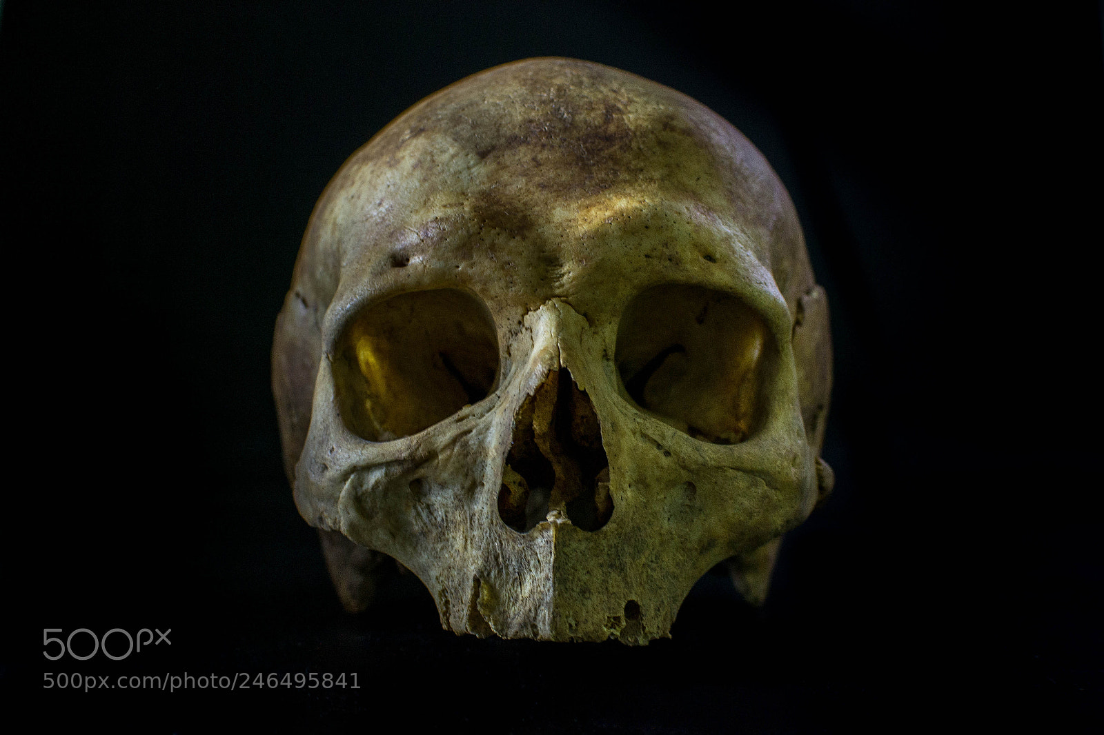 Nikon D3100 sample photo. Skull photography