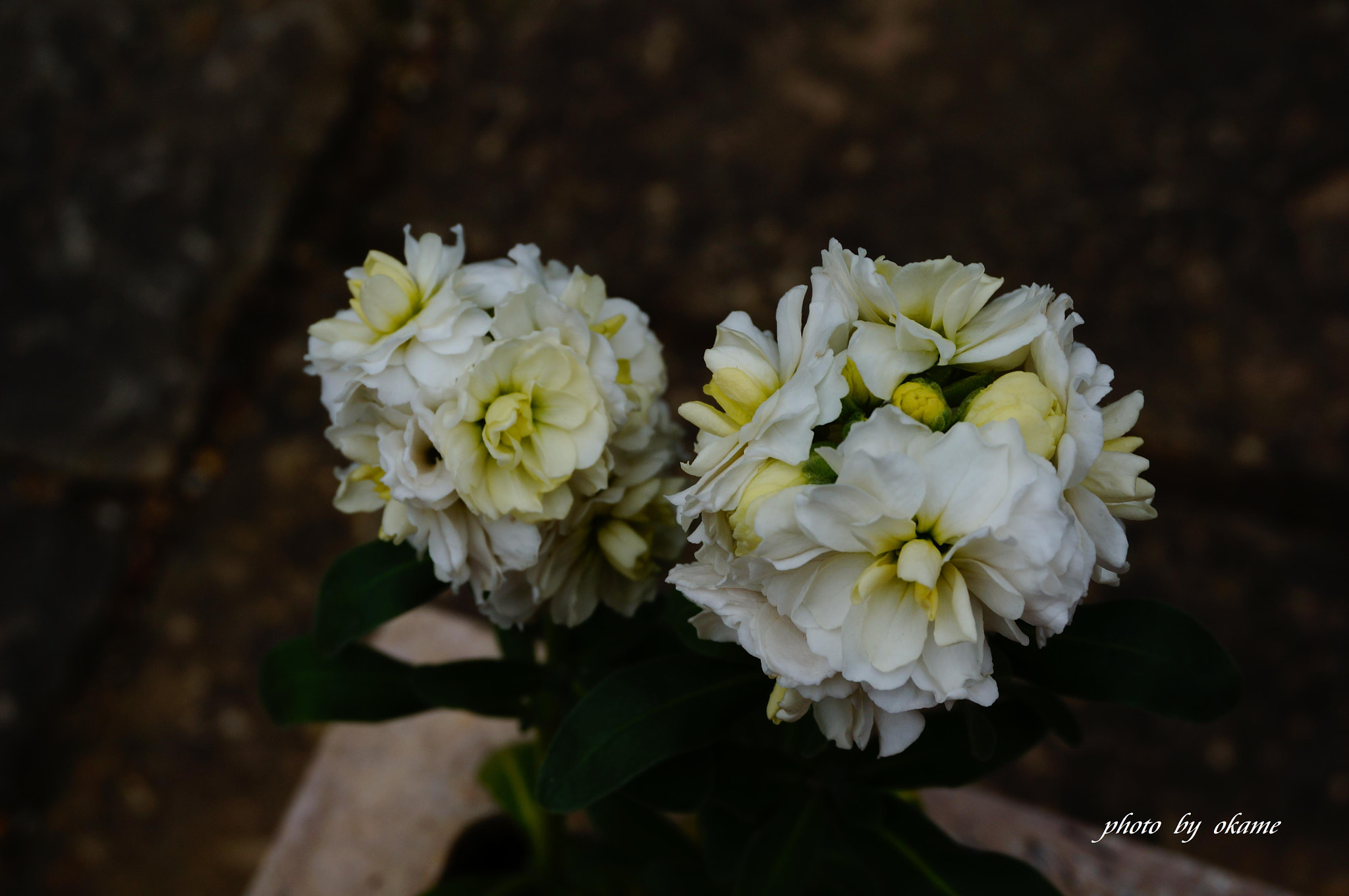 Sony Alpha NEX-5R + Sony E 18-50mm F4-5.6 sample photo. (to you a bouquet of flowers) photography