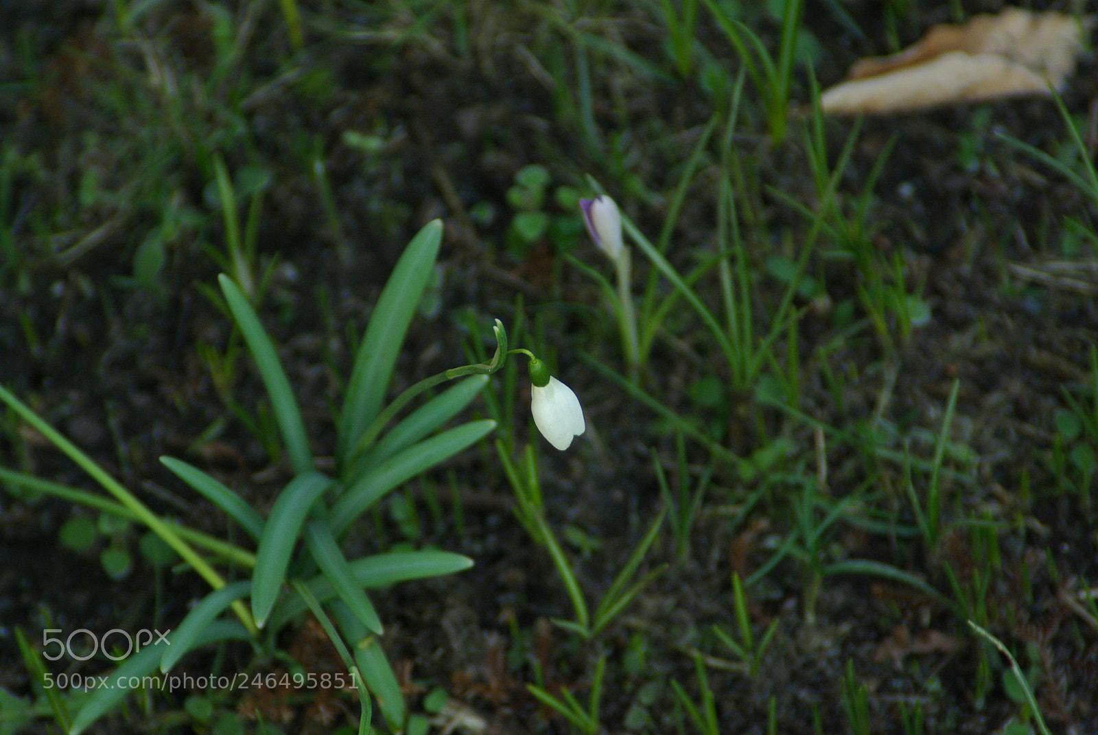 Pentax K10D sample photo. Snowdrop photography