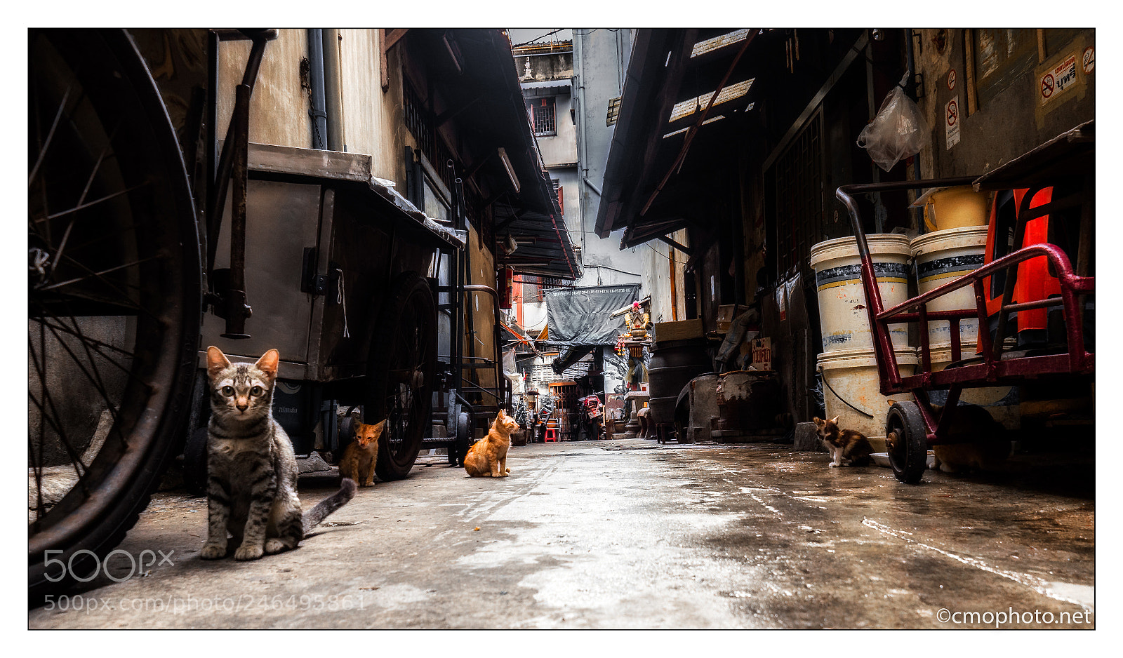 Olympus OM-D E-M1 Mark II sample photo. „backstreet cats“ photography