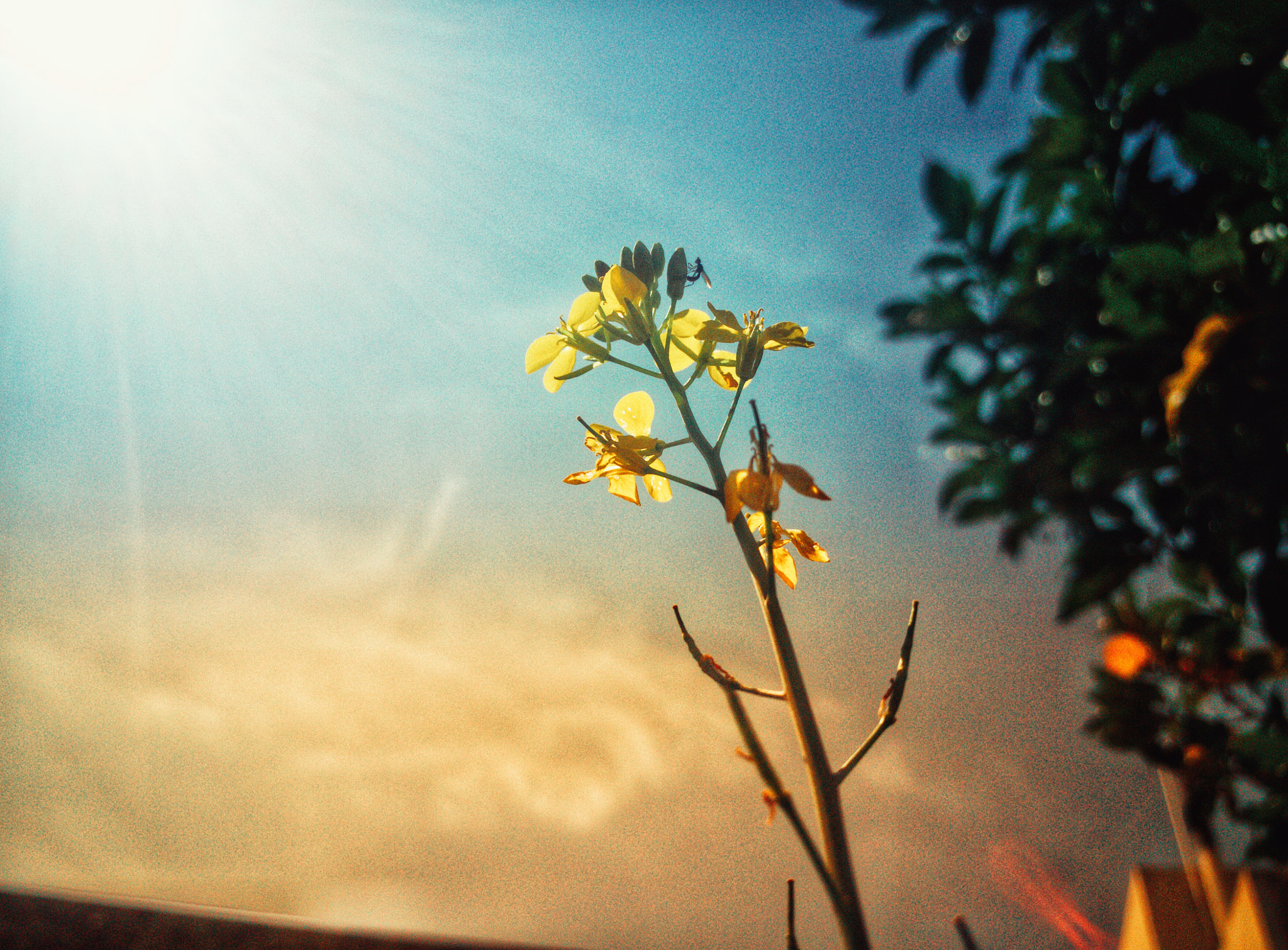 OnePlus 2 sample photo. Plant photography