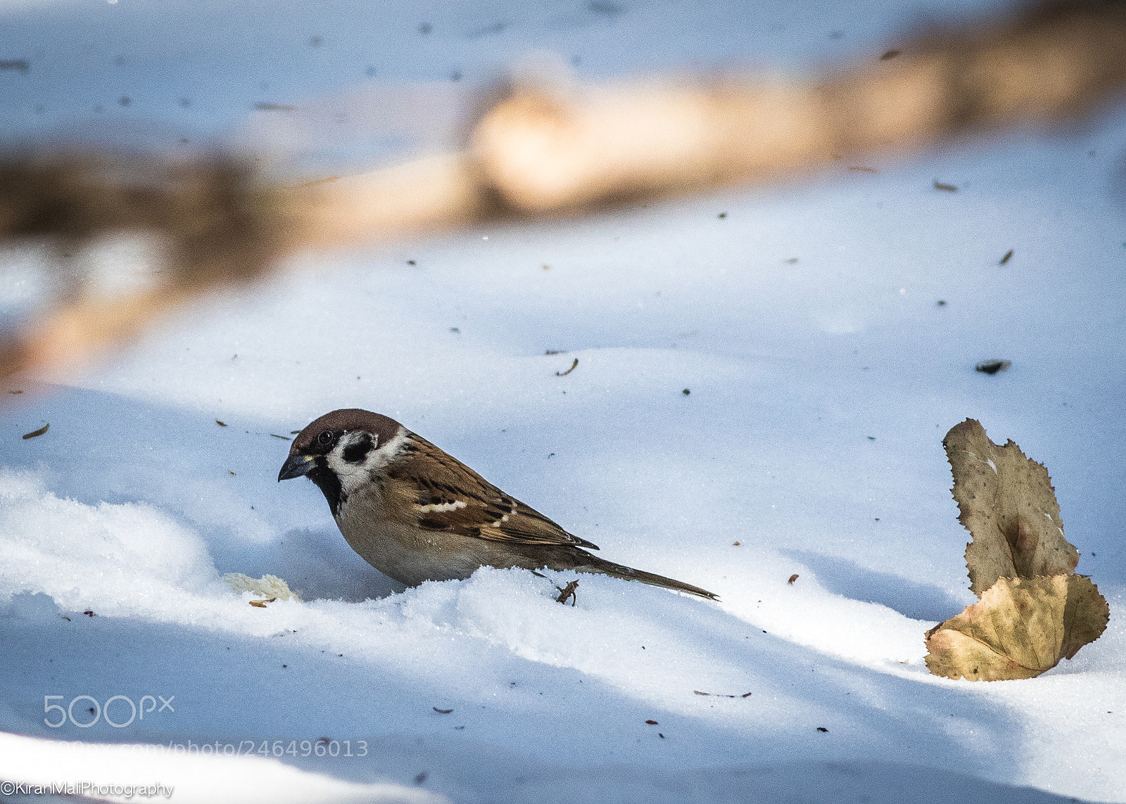 Canon EOS 7D Mark II sample photo. Sparrow & leaf photography