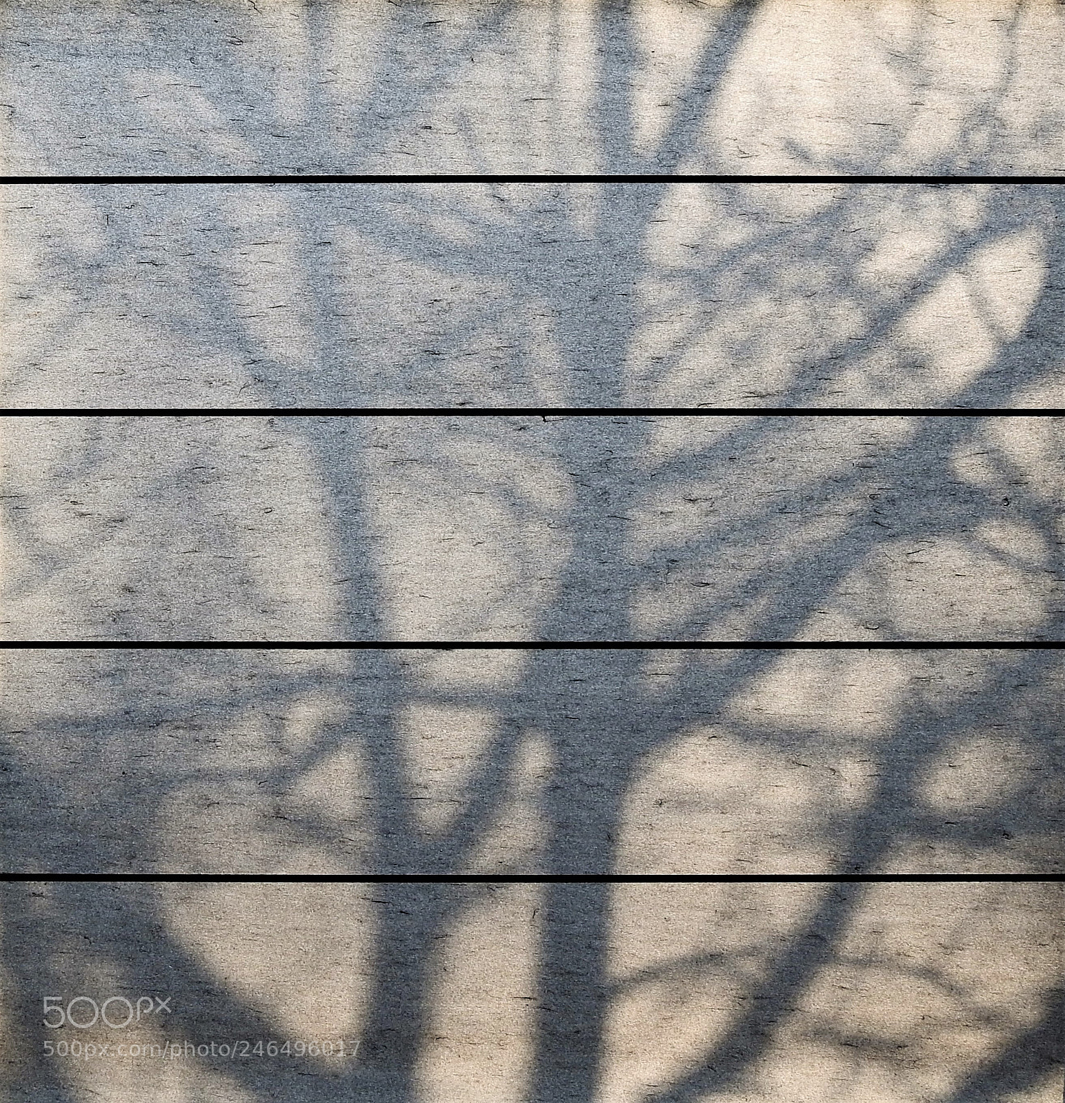 Nikon Coolpix P900 sample photo. Early morning shadow... photography