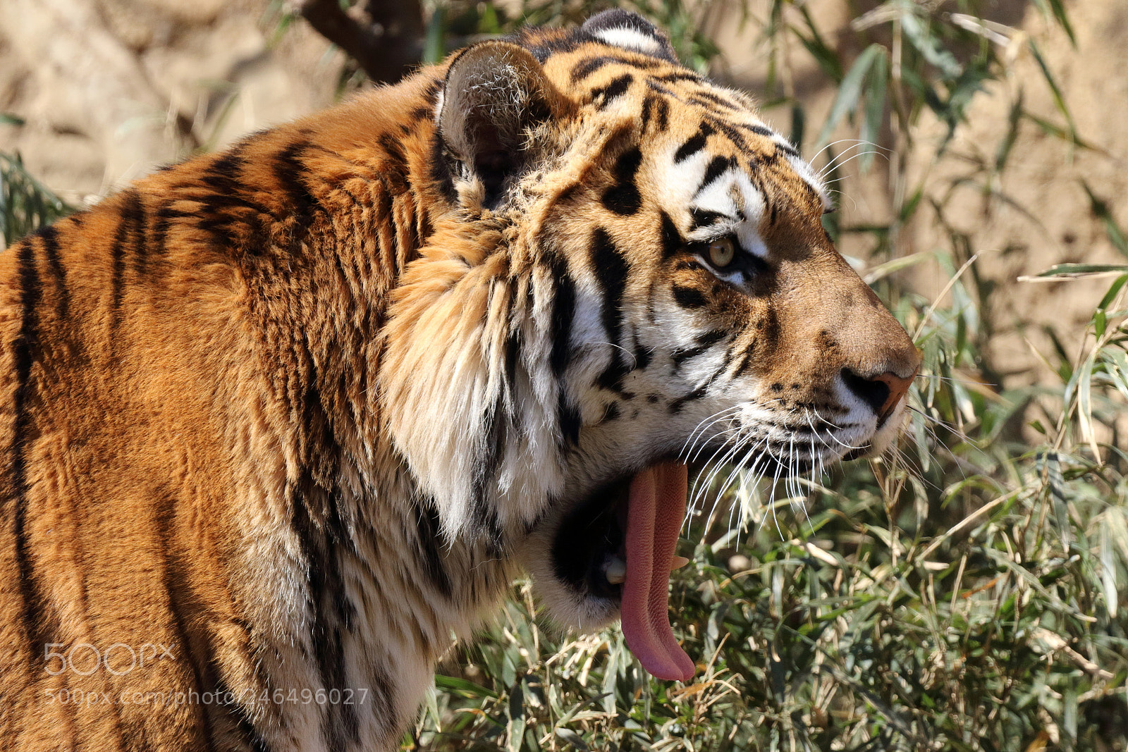 Canon EOS 7D Mark II sample photo. Tiger photography