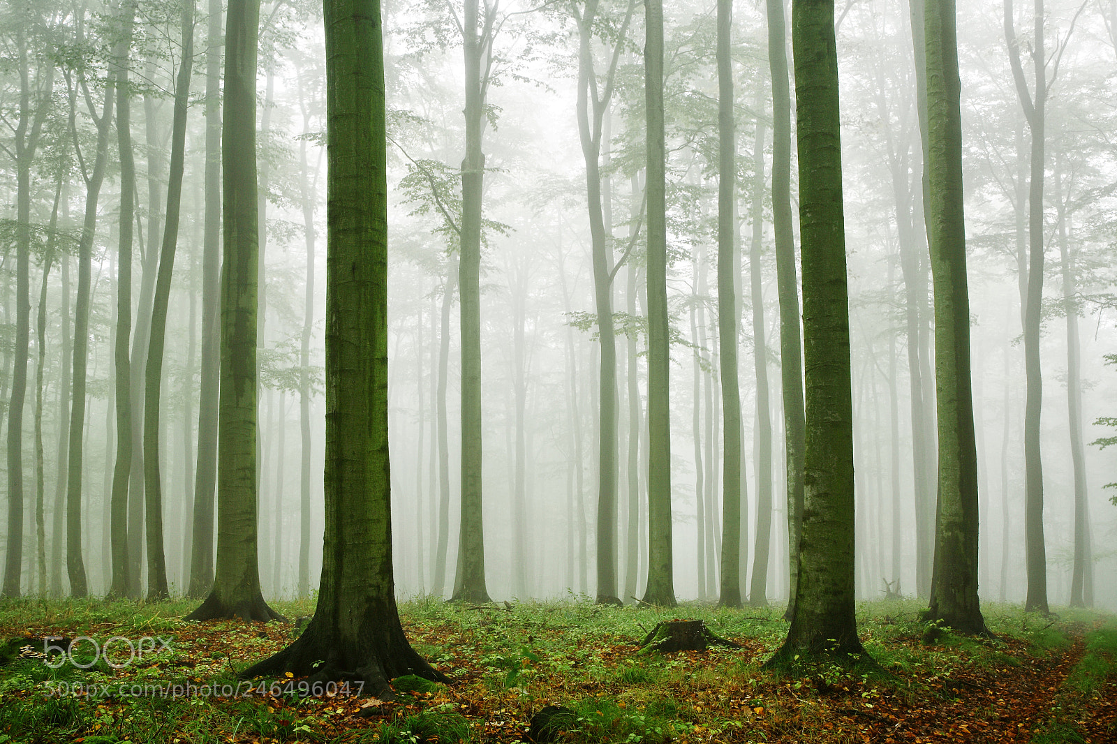 Nikon D800 sample photo. Forest of beech trees photography