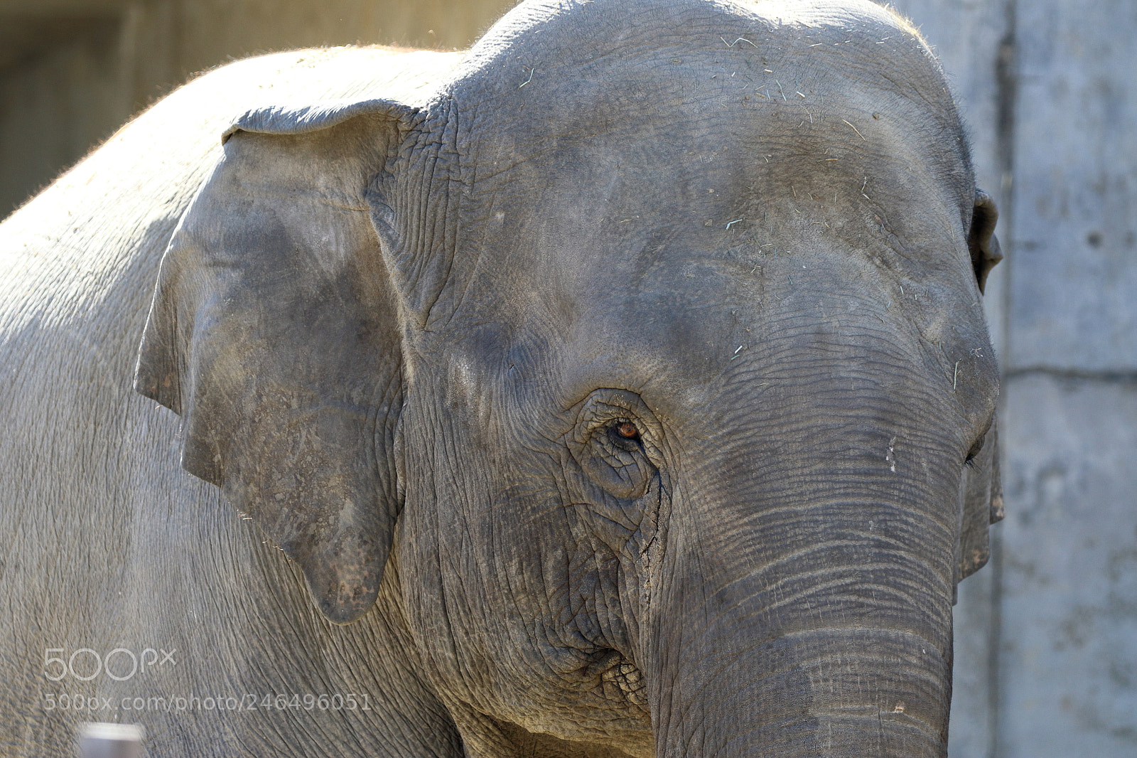 Canon EOS 7D Mark II sample photo. Elephant photography