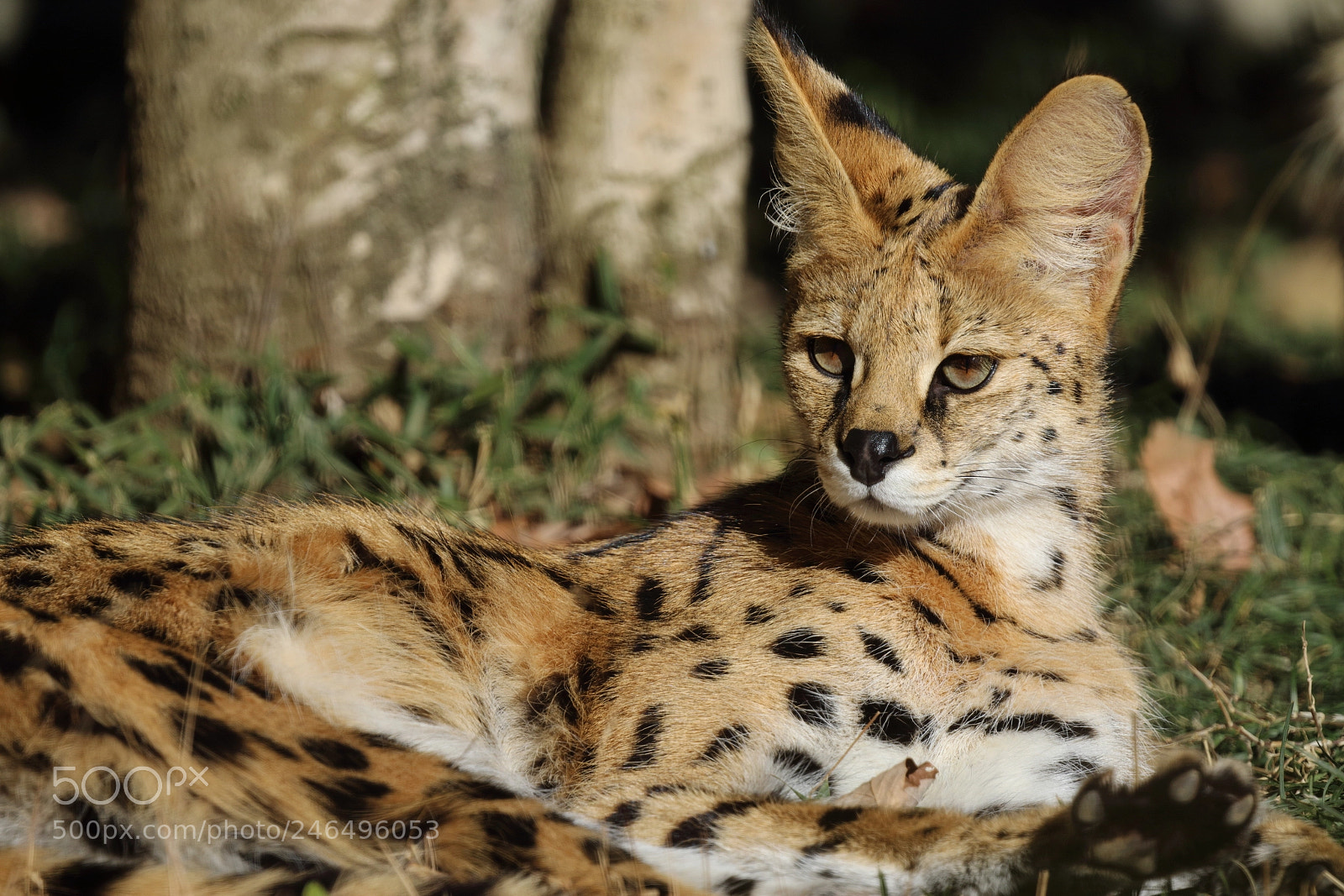 Canon EOS 7D Mark II sample photo. Leptailurus serval photography