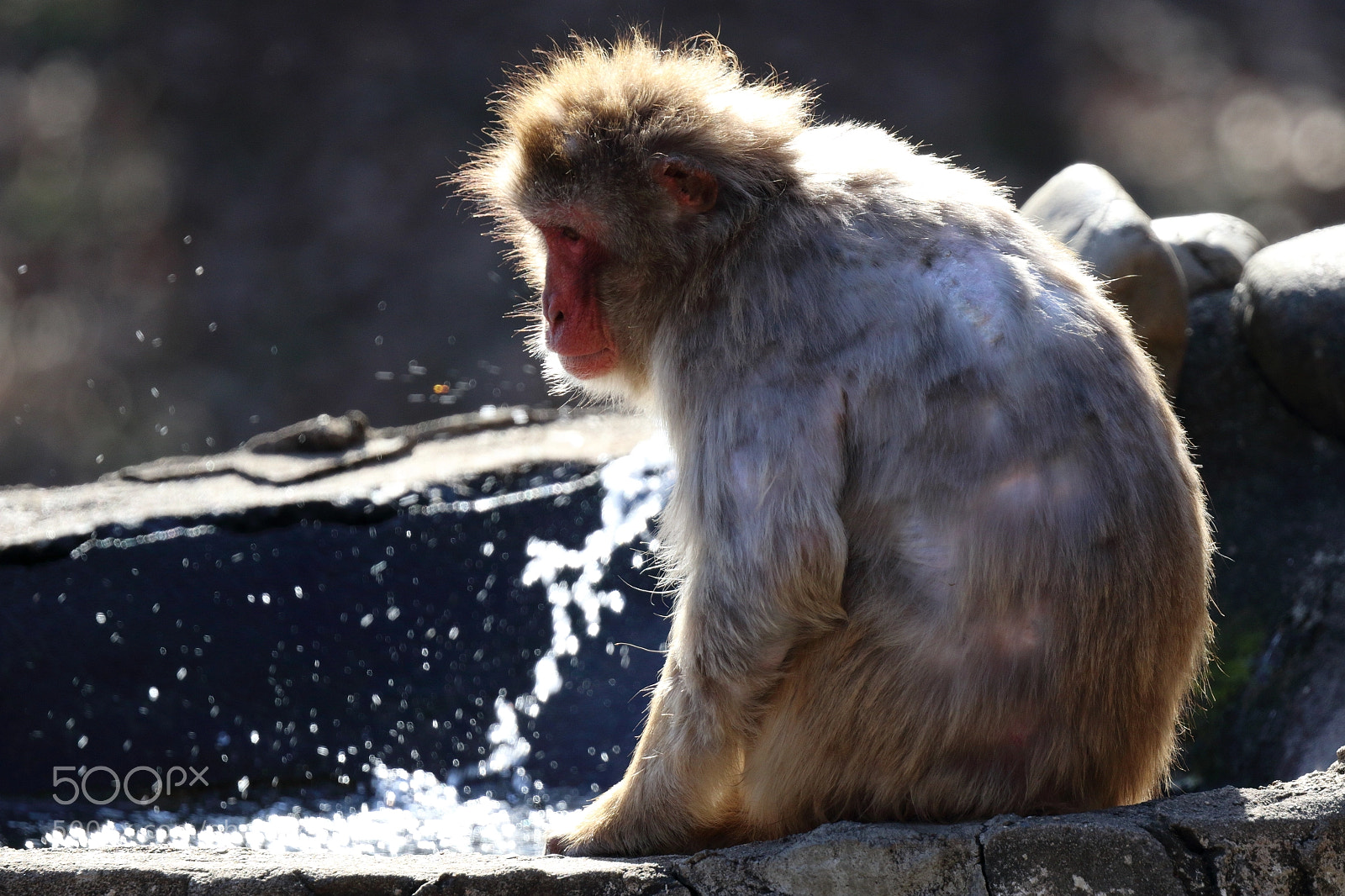 Canon EOS 7D Mark II sample photo. Monkey photography