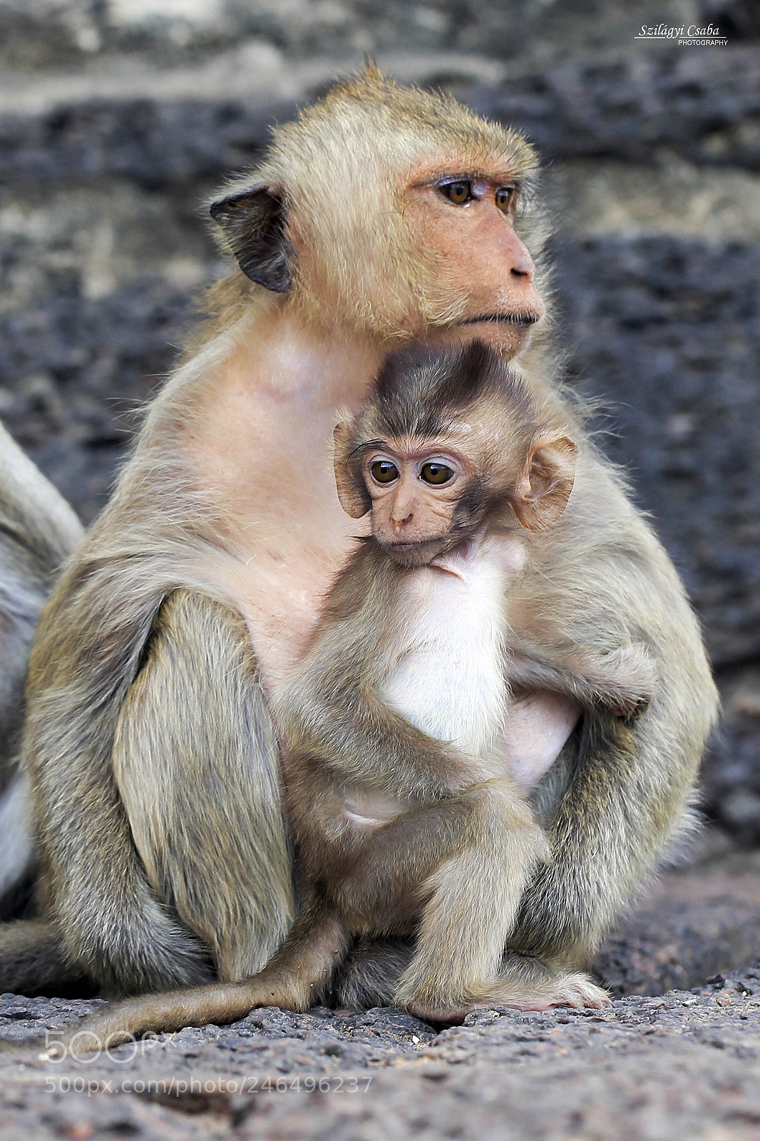 Canon EOS-1D X sample photo. Mom and his child photography