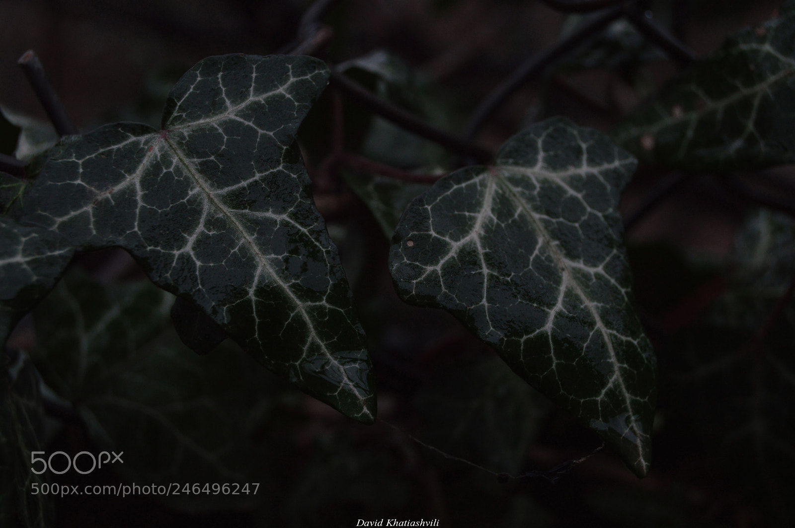 Nikon D3200 sample photo. Botanic photography