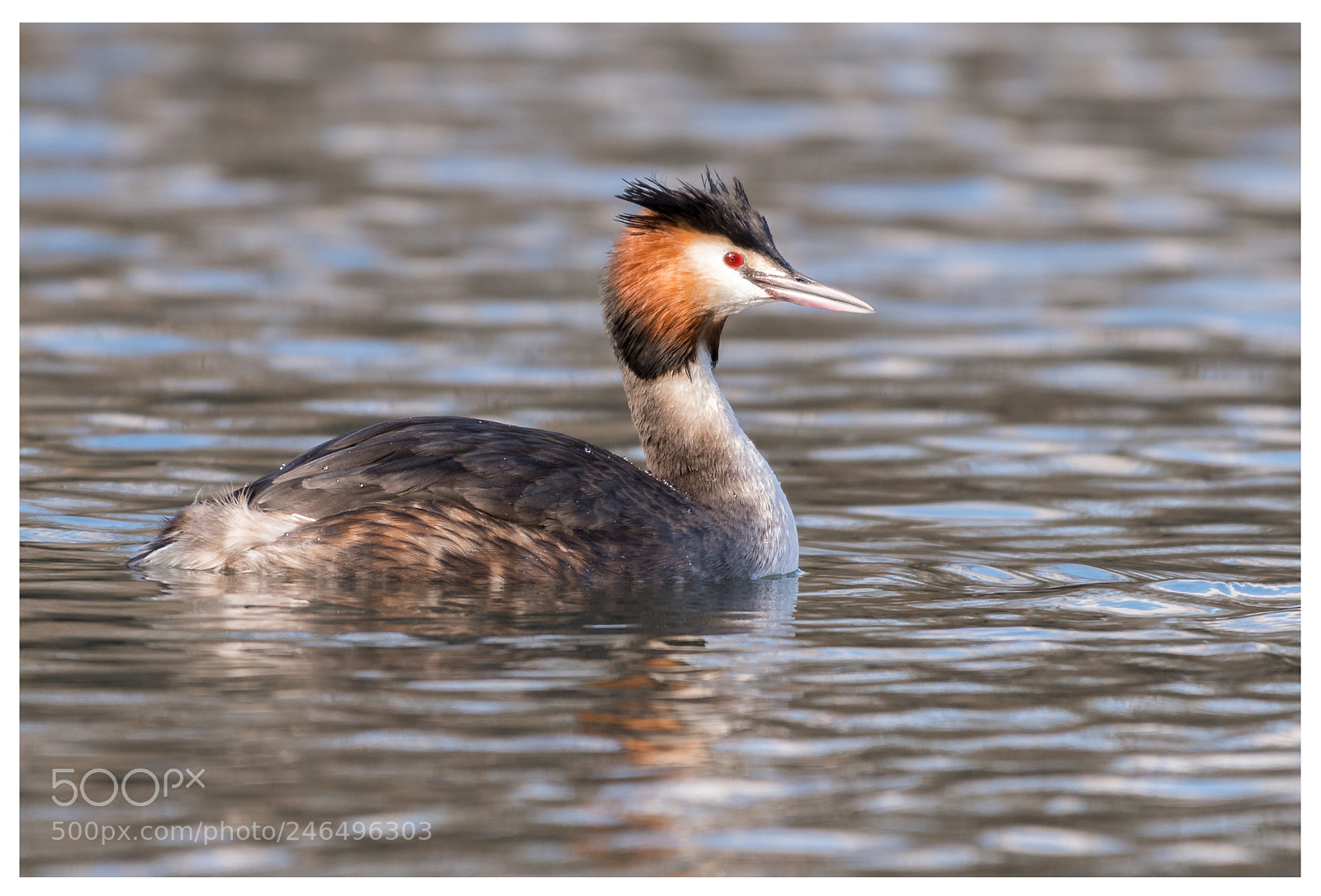 Nikon D500 sample photo. Great crested grebe () photography