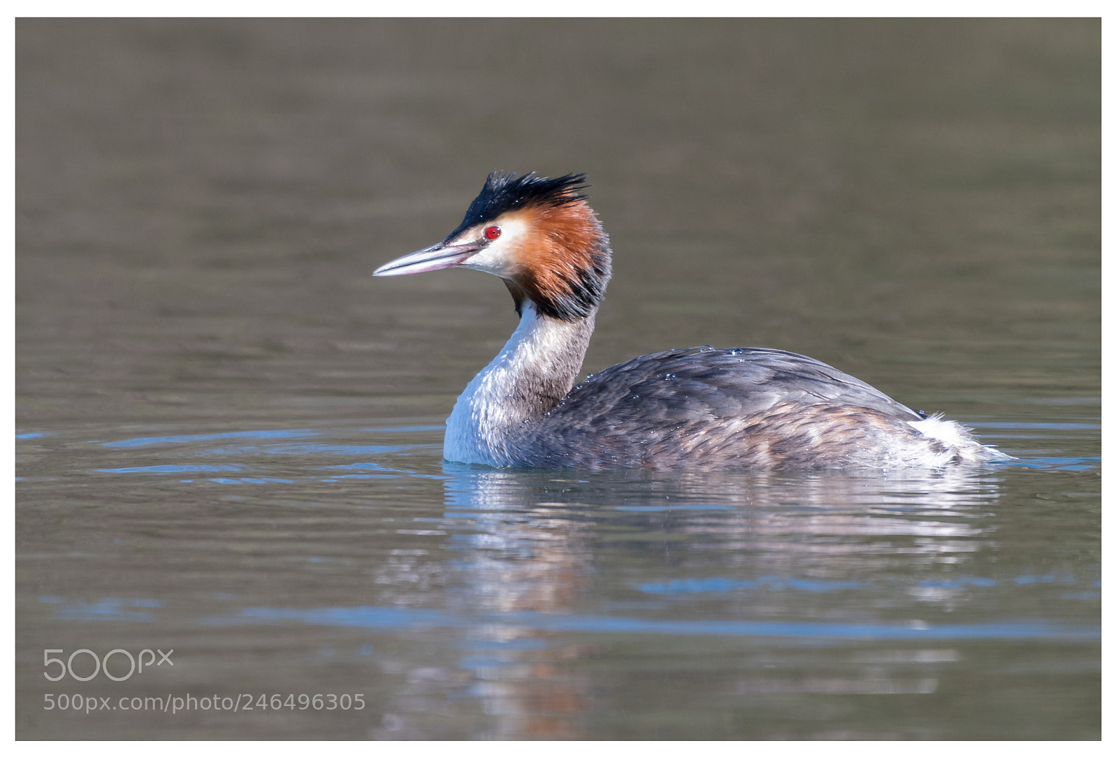 Nikon D500 sample photo. Great crested grebe () photography