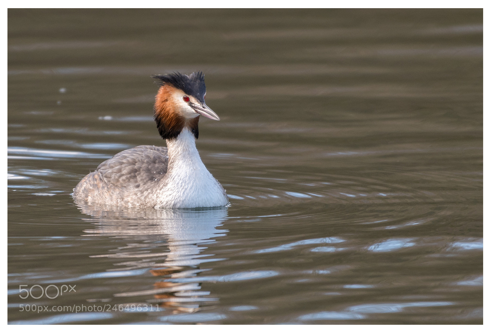 Nikon D500 sample photo. Great crested grebe () photography