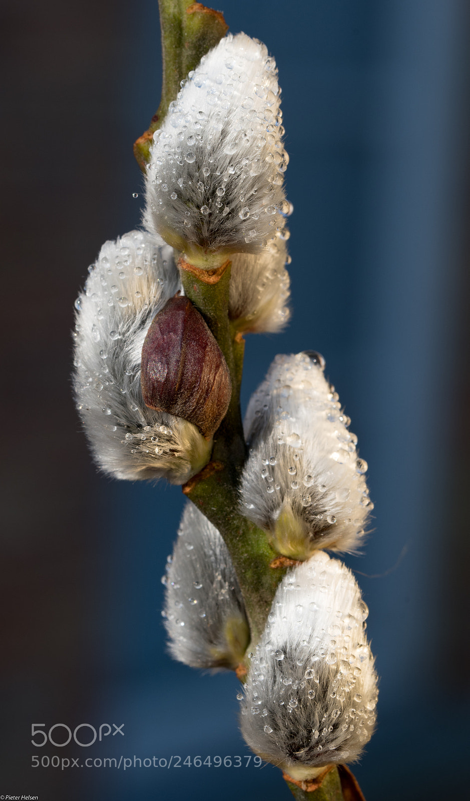 Nikon D500 sample photo. Willow catkins photography