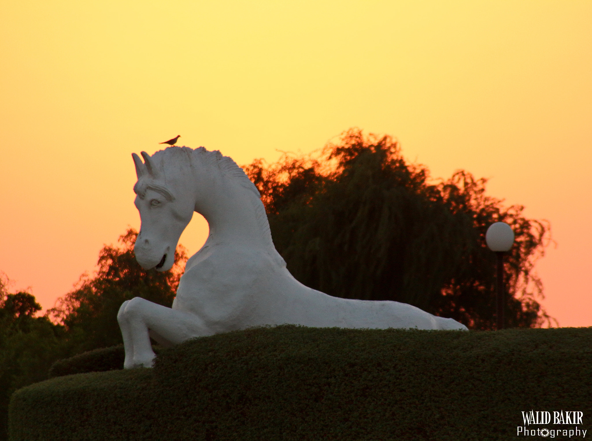 Canon EOS 650D (EOS Rebel T4i / EOS Kiss X6i) sample photo. Horse and bird photography