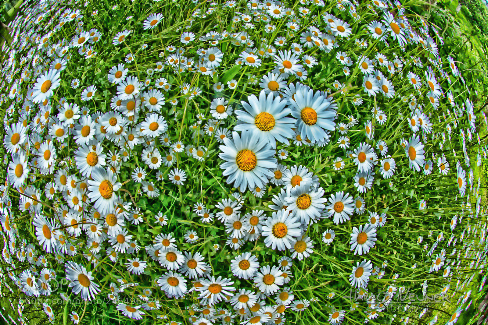 Nikon D600 sample photo. Carpet of marguerites ii photography