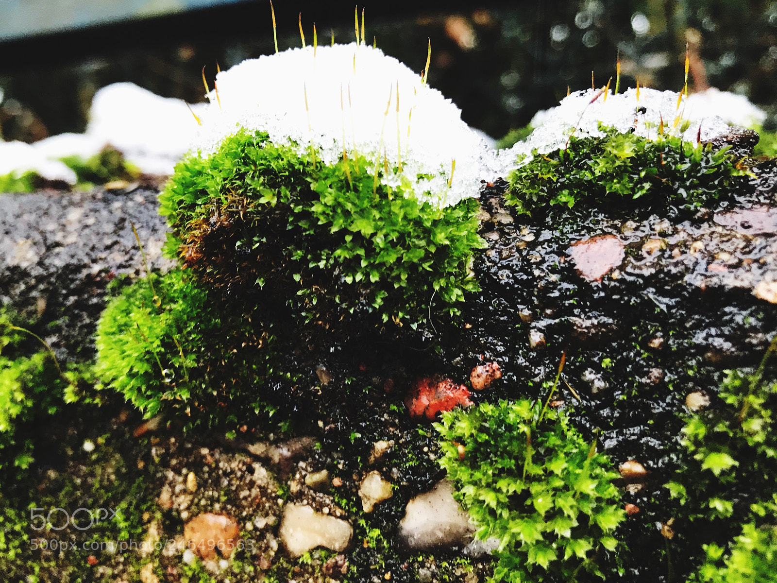Apple iPhone 7 Plus sample photo. Winter photography
