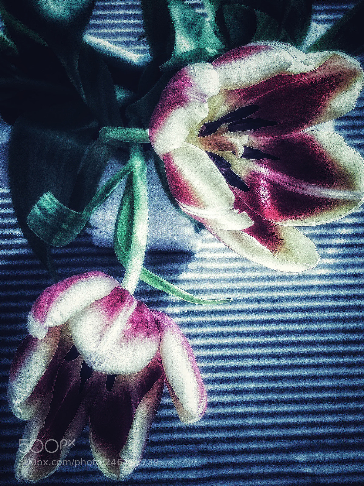 OnePlus 5 sample photo. Smooth tulip photography