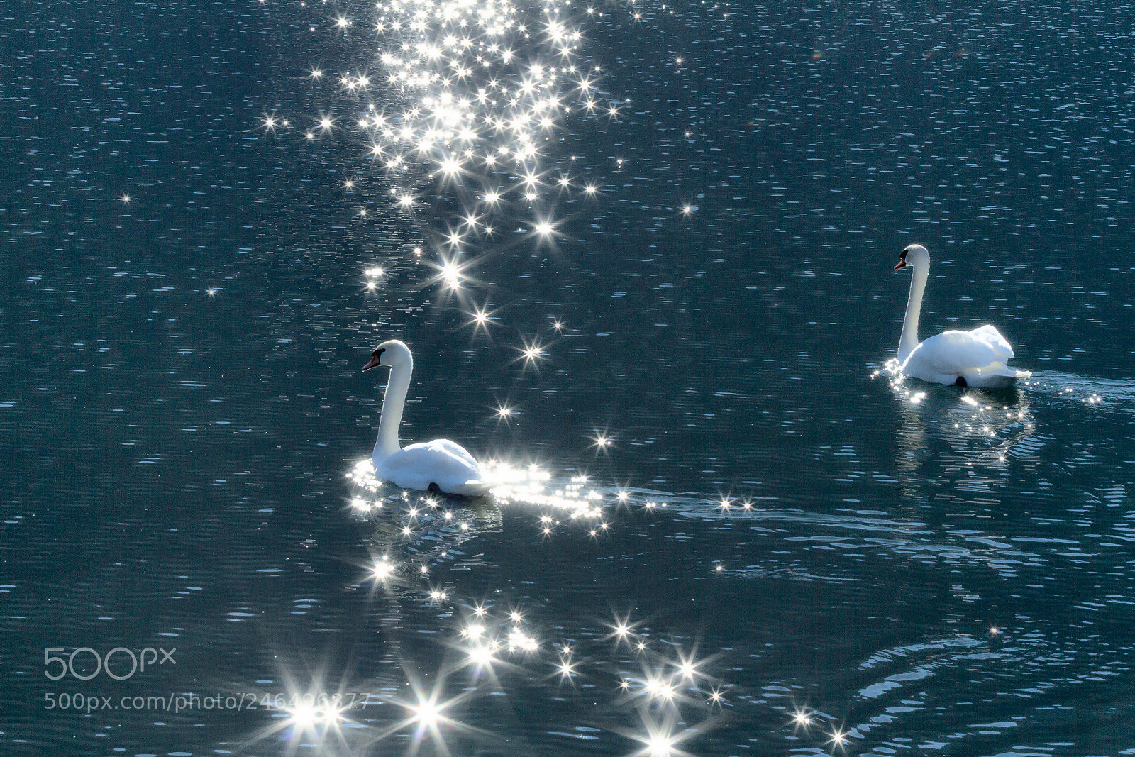 Canon EOS 7D sample photo. Two swans photography