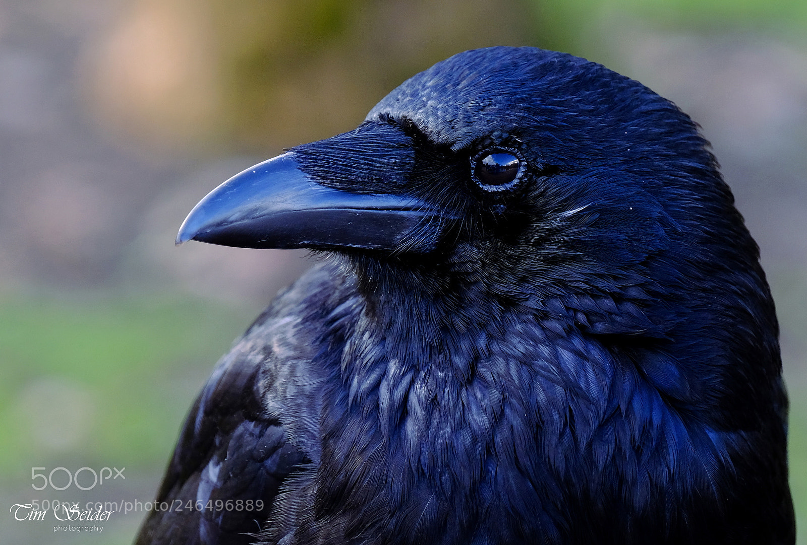 Fujifilm X-T20 sample photo. The crow photography