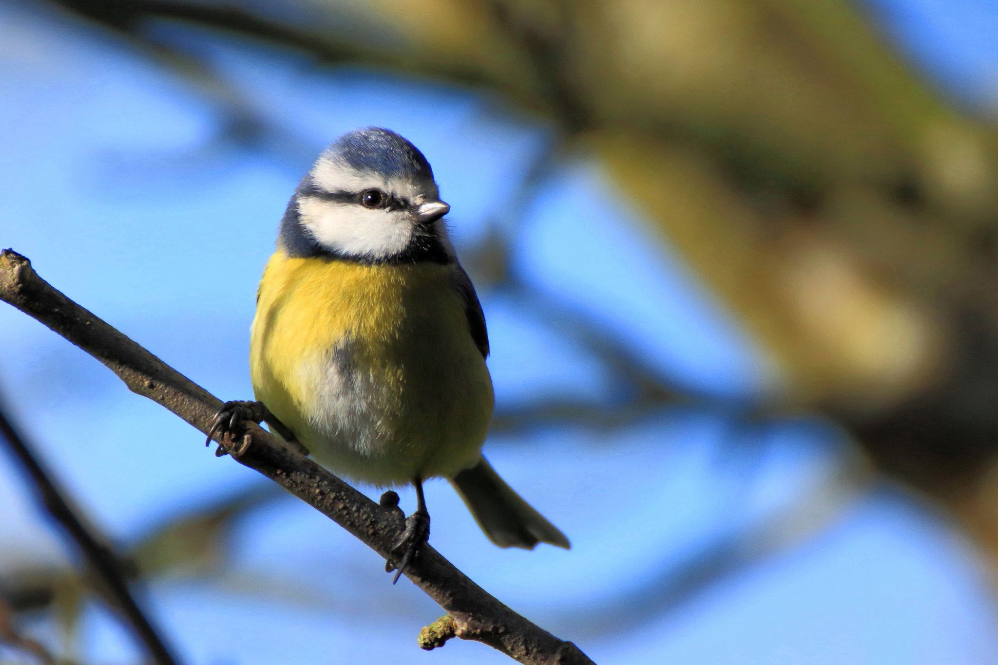 Canon EOS 7D Mark II sample photo. Blue tit photography