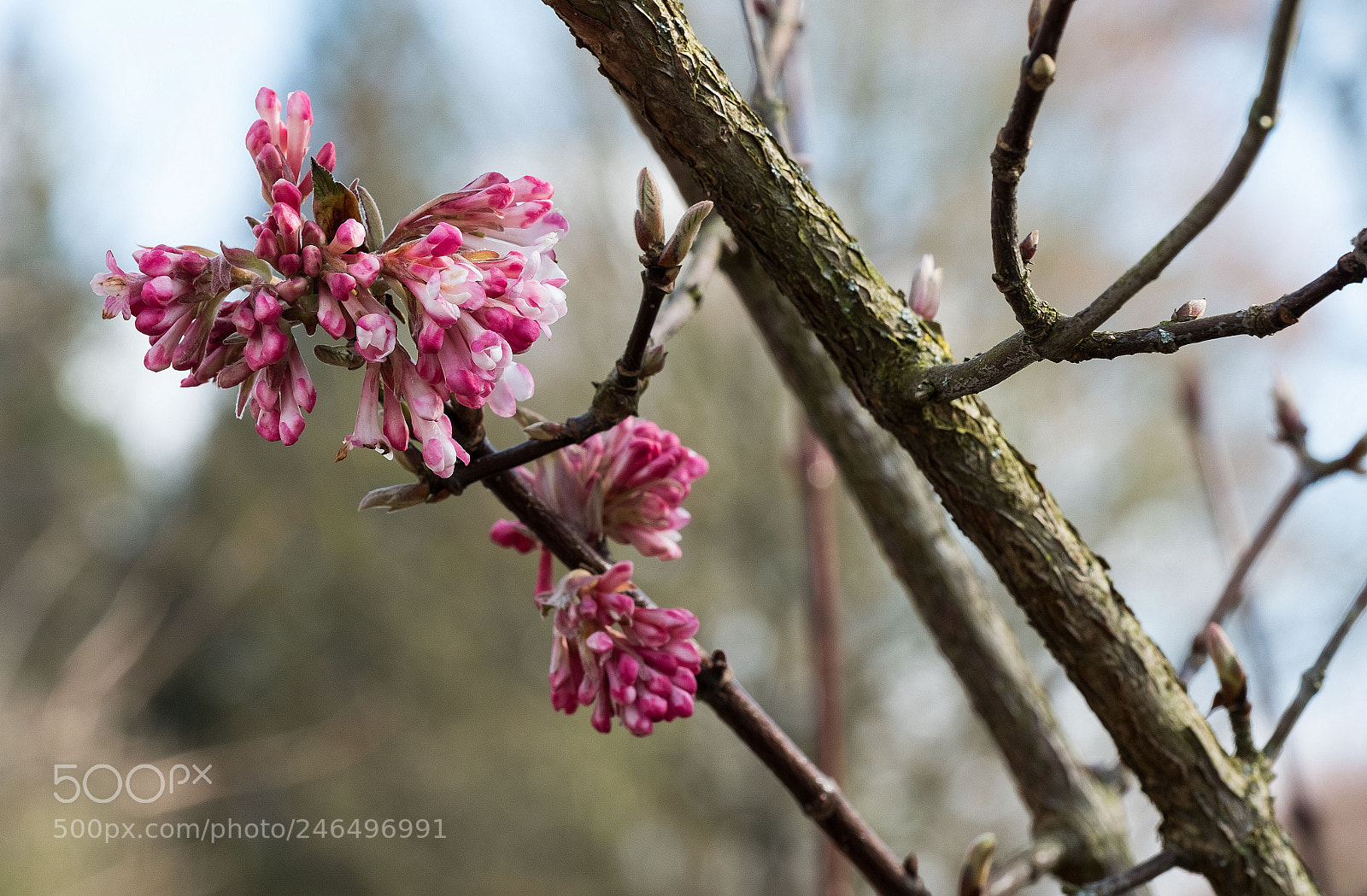 Fujifilm X-T2 sample photo. Sch nheit in der photography